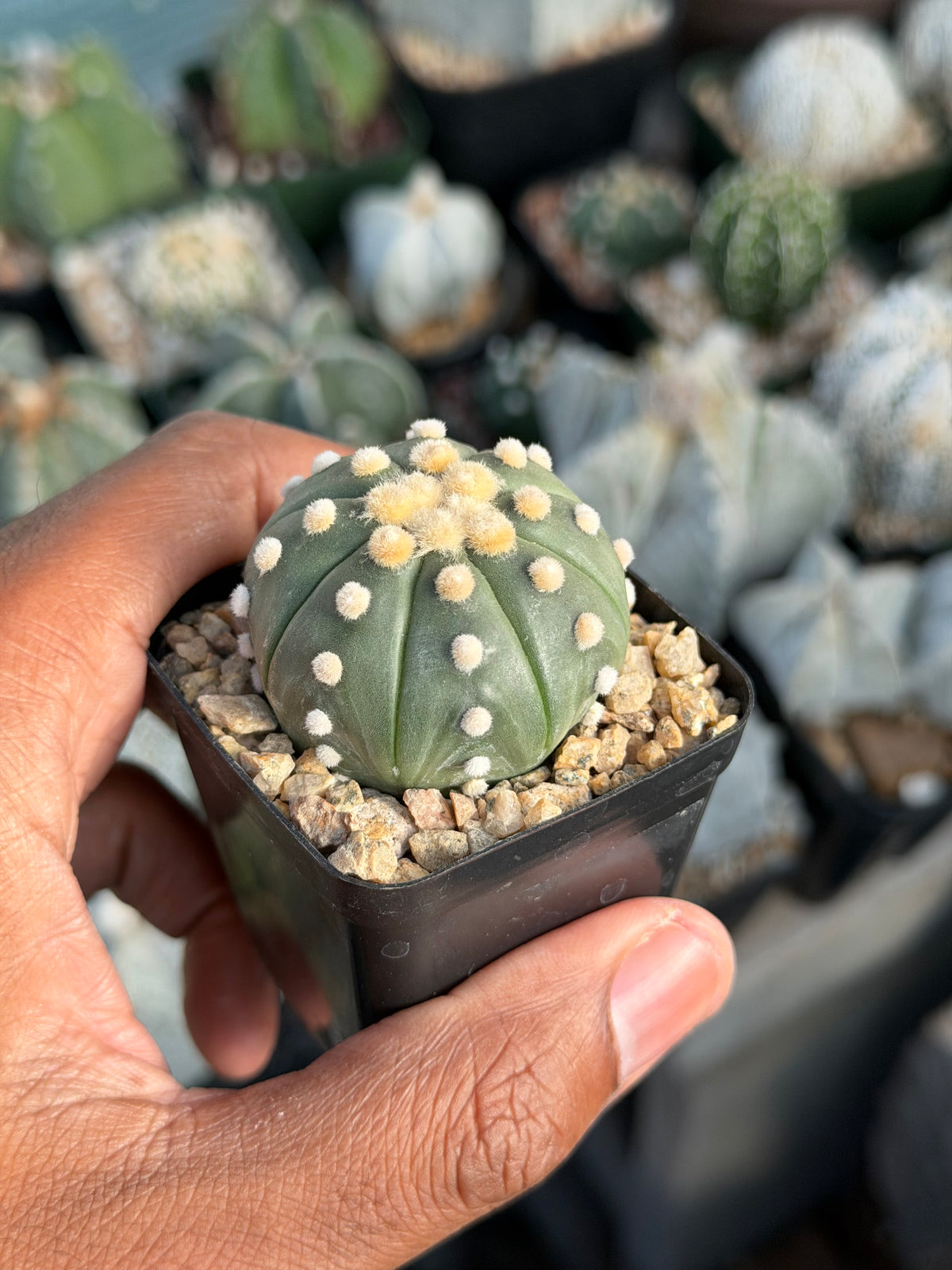 Astrophytum asterias Ooibo
