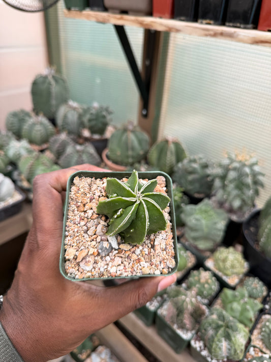 Astrophytum myriostigma Hakujo