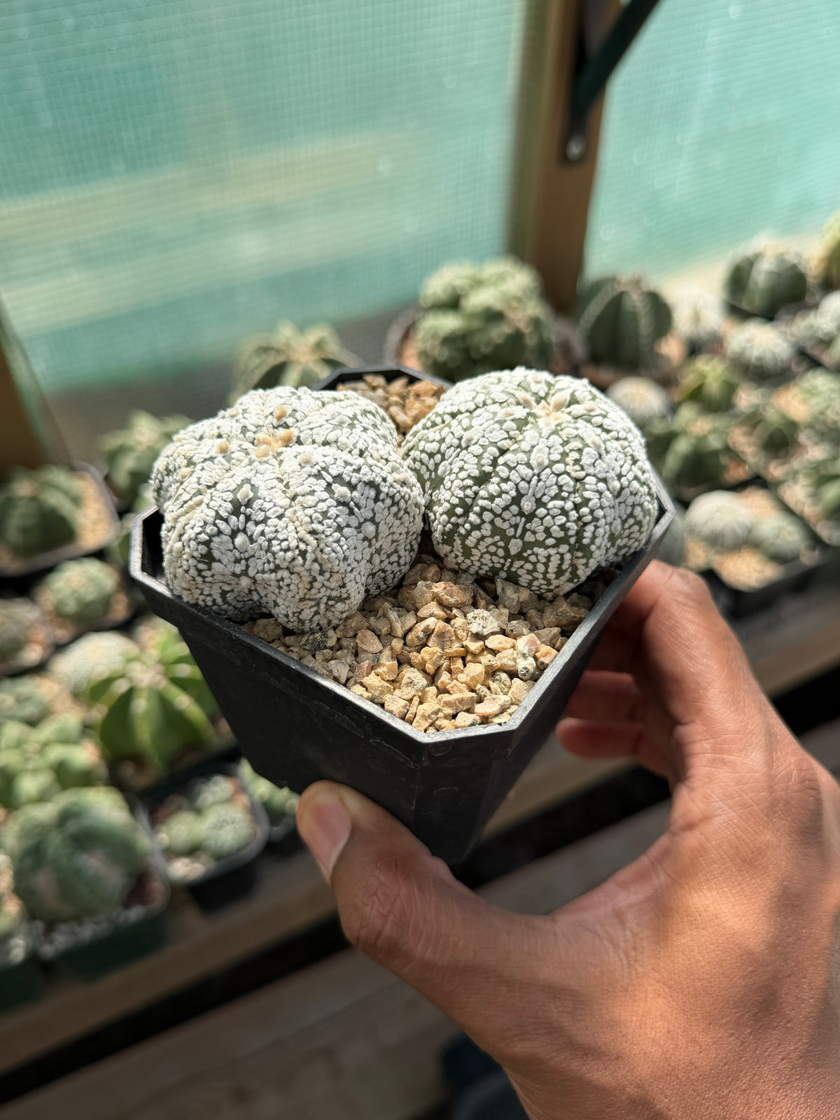 Astrophytum asterias Superkabuto Bundle