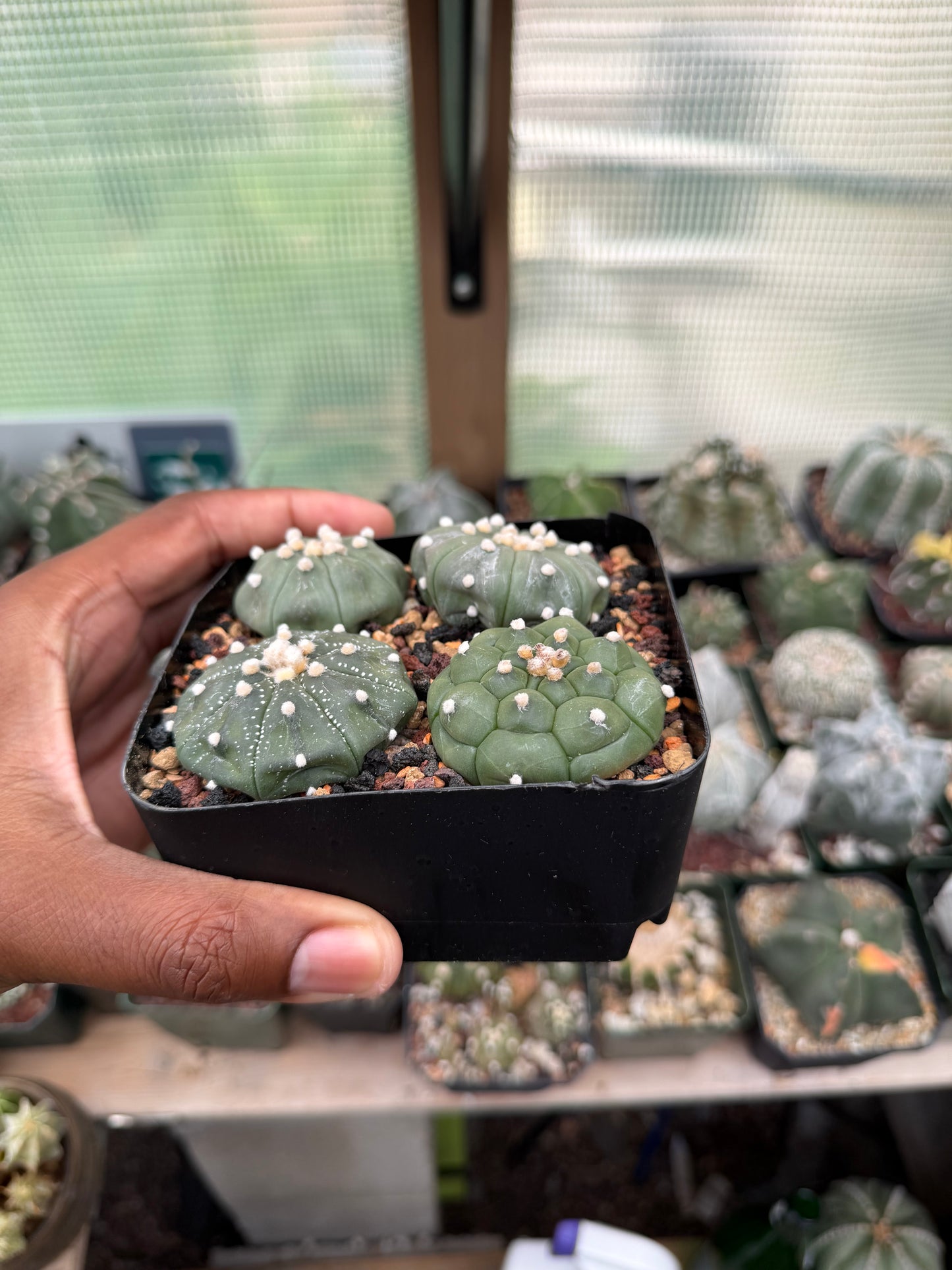 Astrophytum asterias Bundle