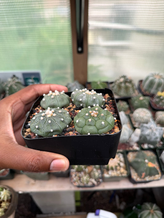 Astrophytum asterias Bundle