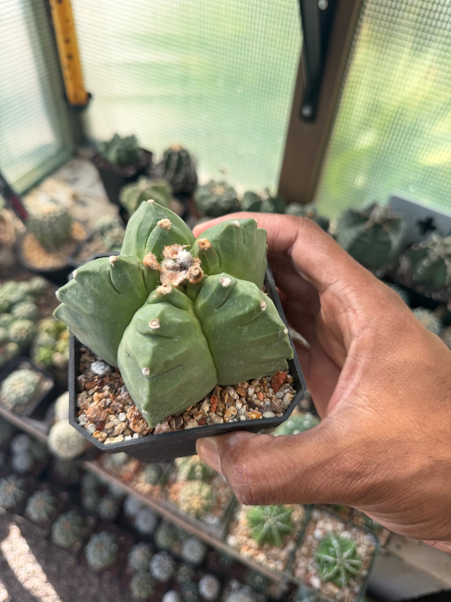 Astrophytum myriostigma Kikko