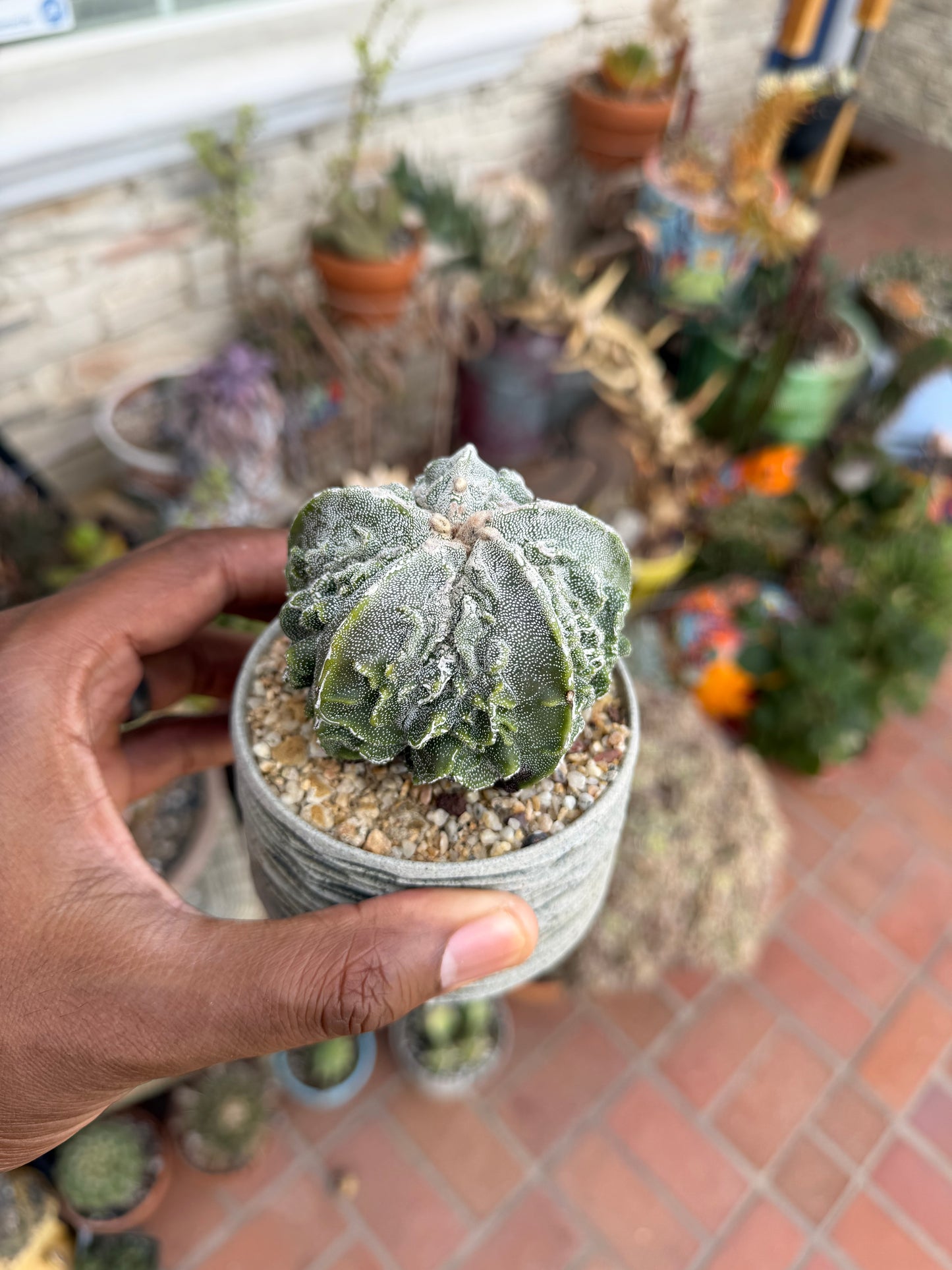 Astrophytum myriostigma Fukuryu