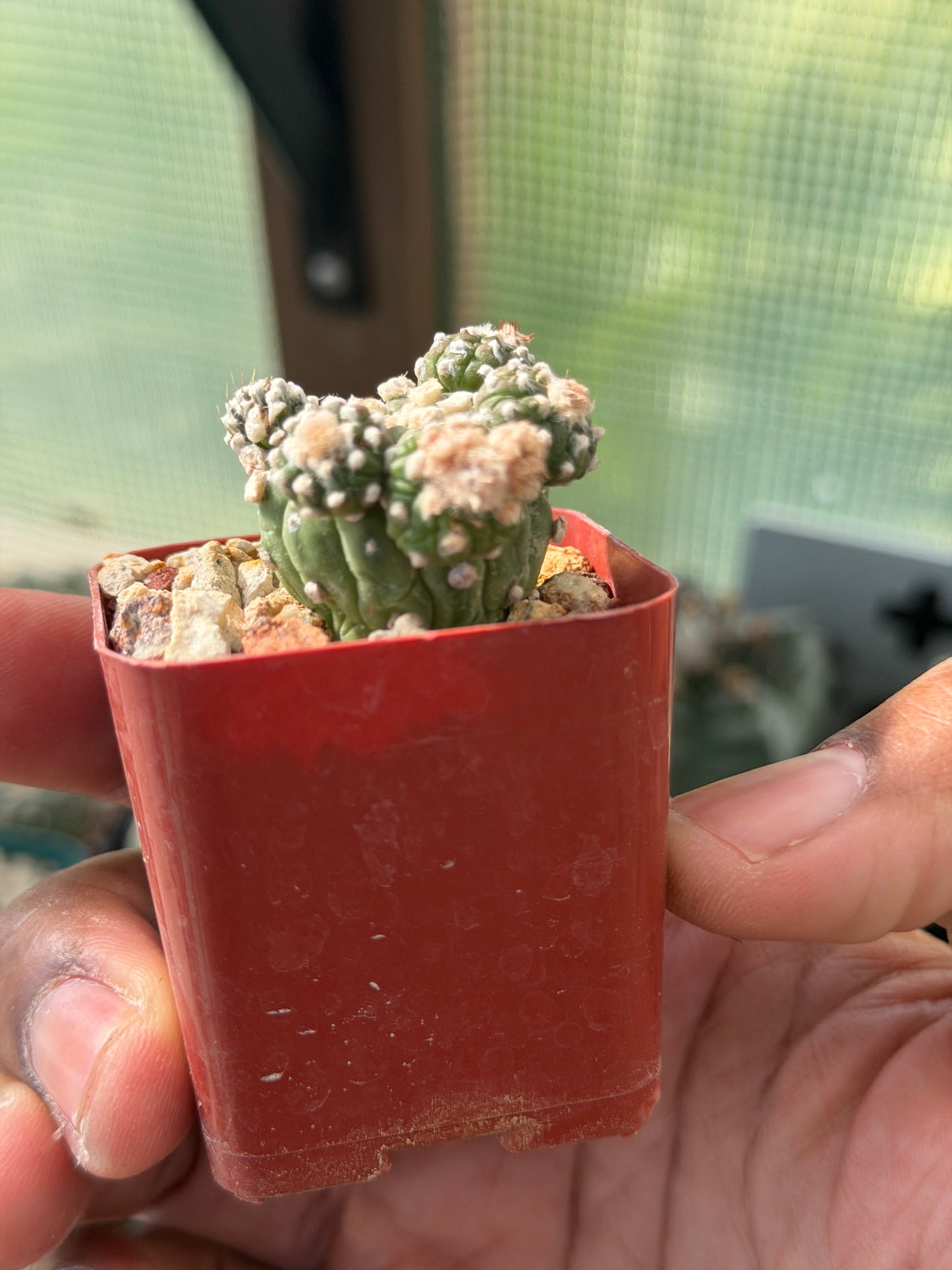 Astrophytum asterias prolifera
