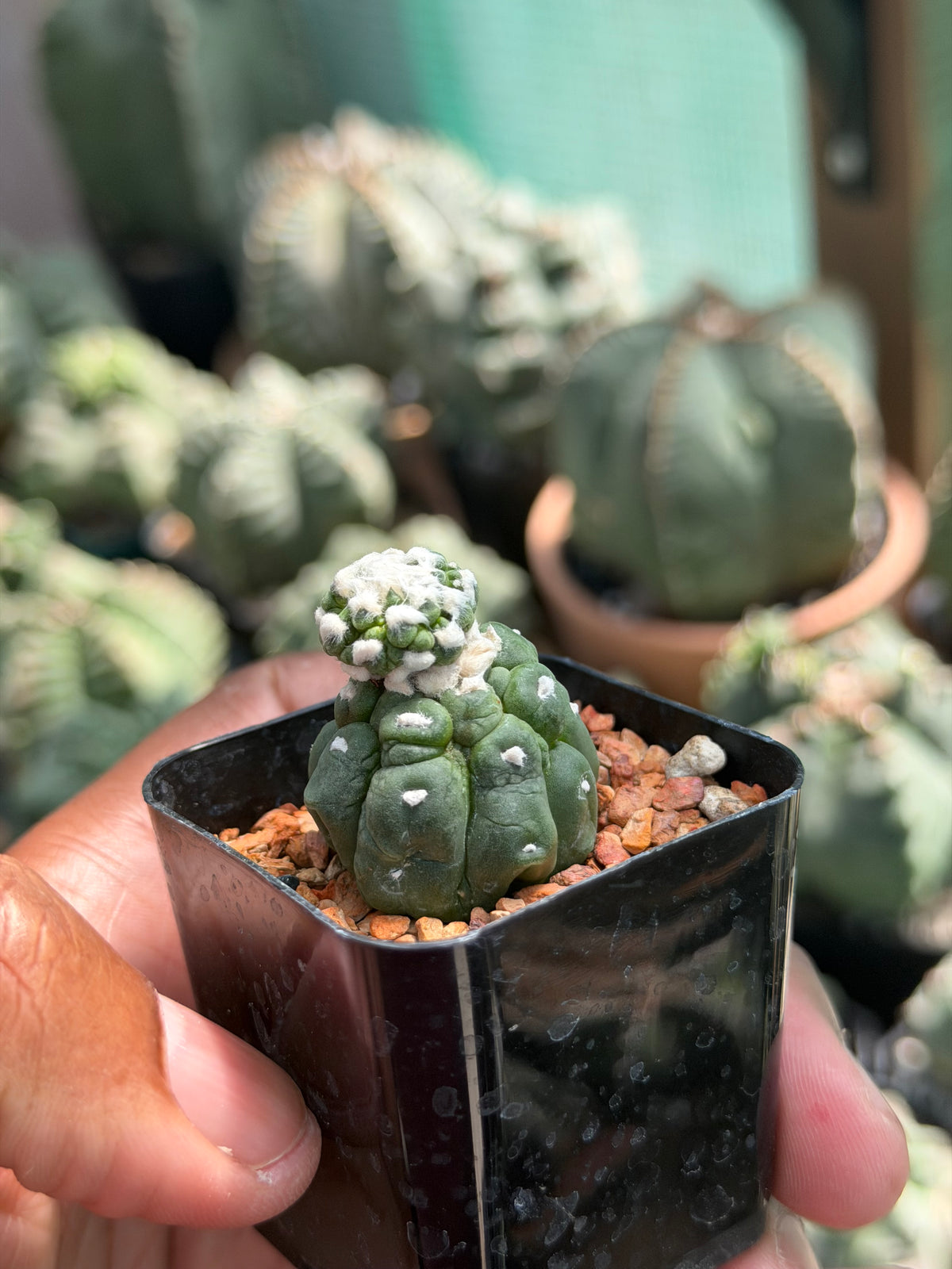 Astrophytum asterias Kikko Lizard Skin