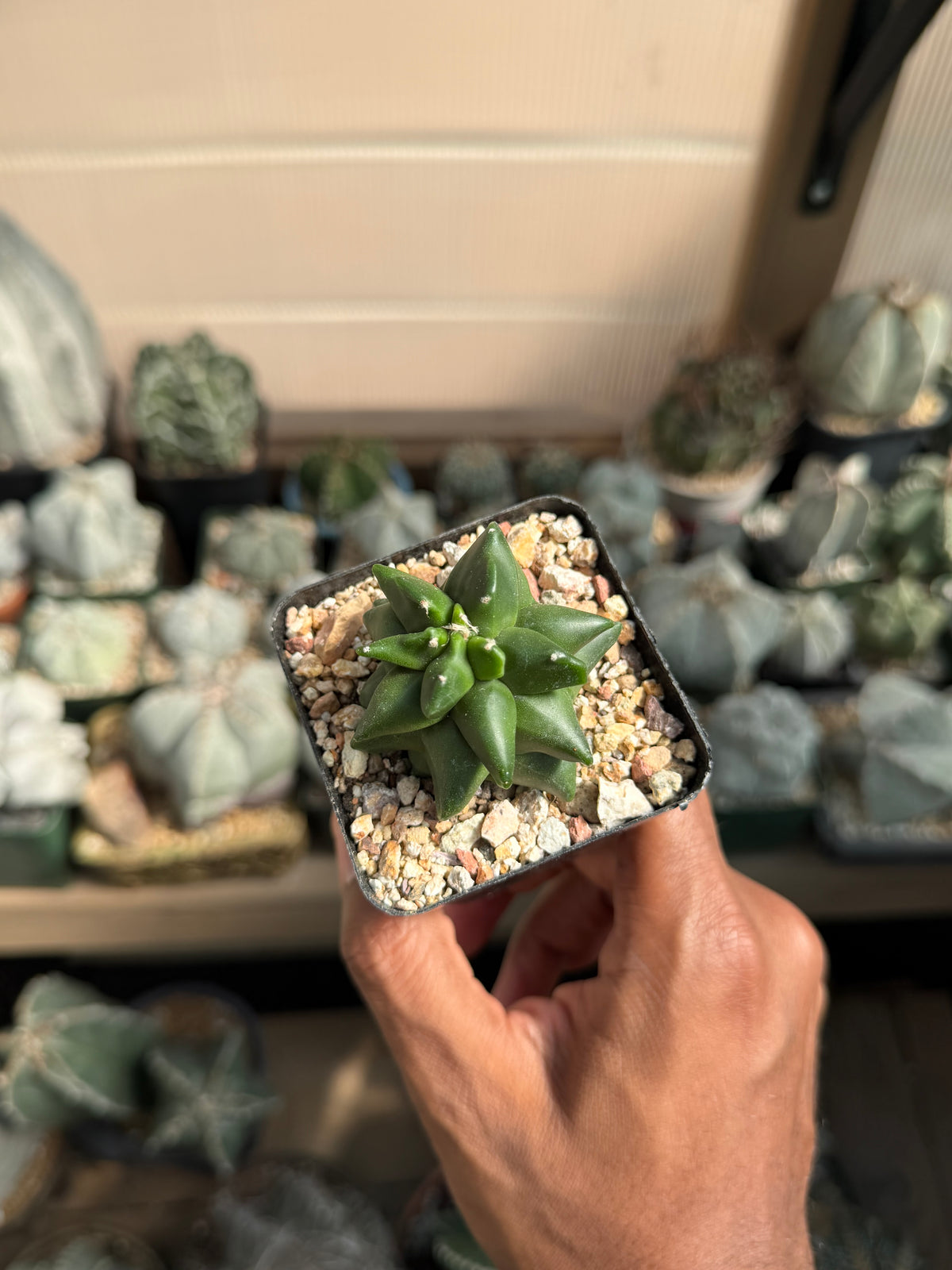 Astrophytum myriostigma Super Kikko