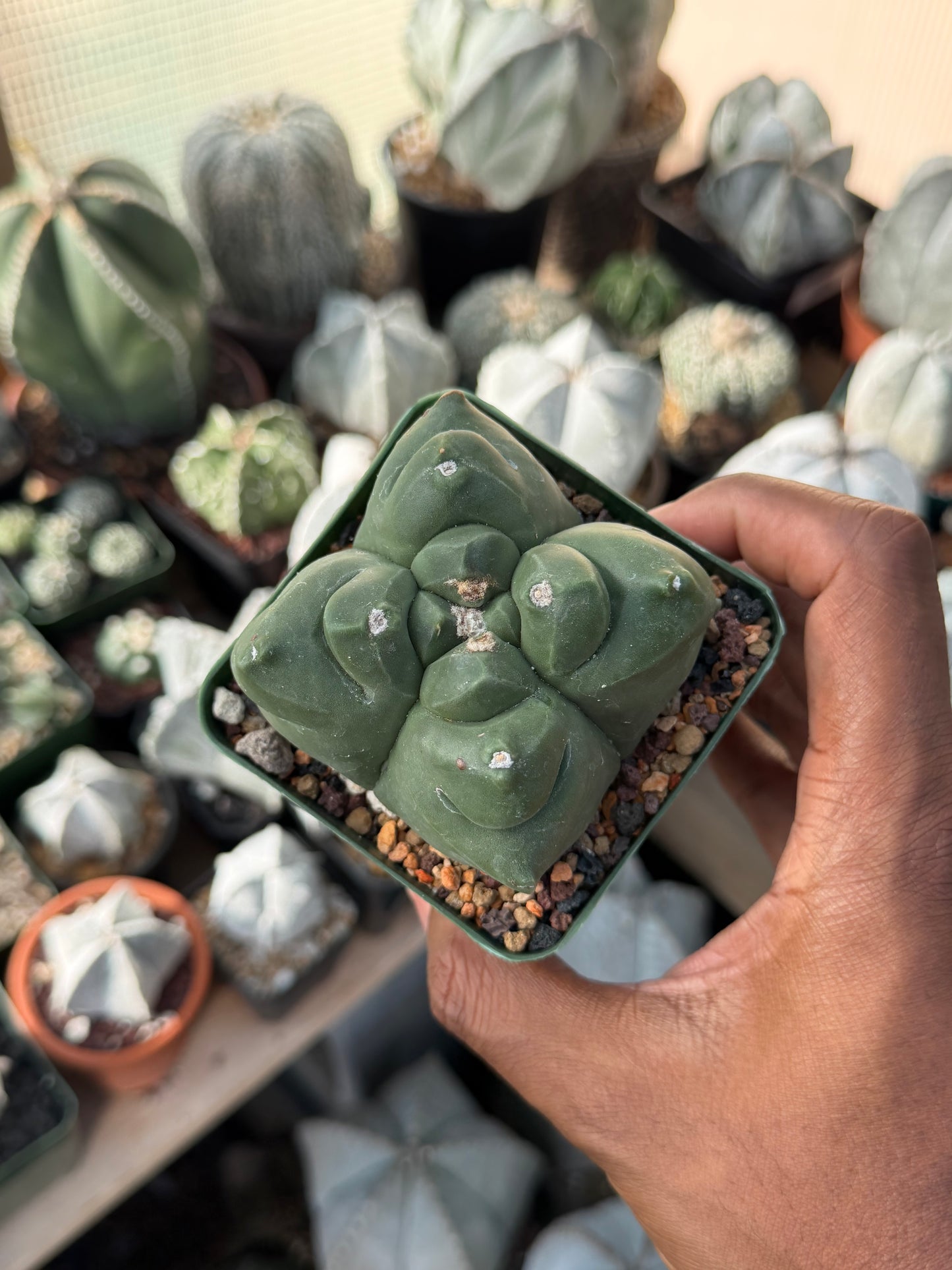 Astrophytum myriostigma Kikko Quadricostatum