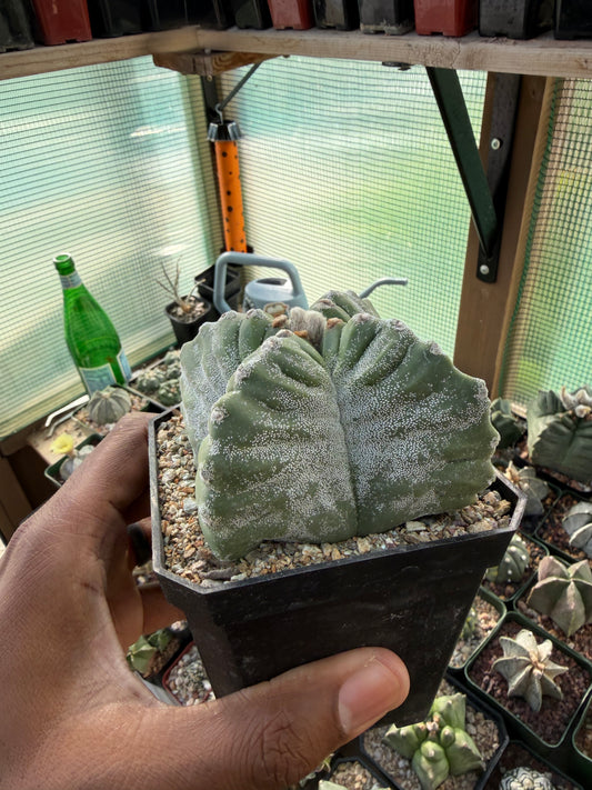 Astrophytum myriostigma Kikko Quadricostatum