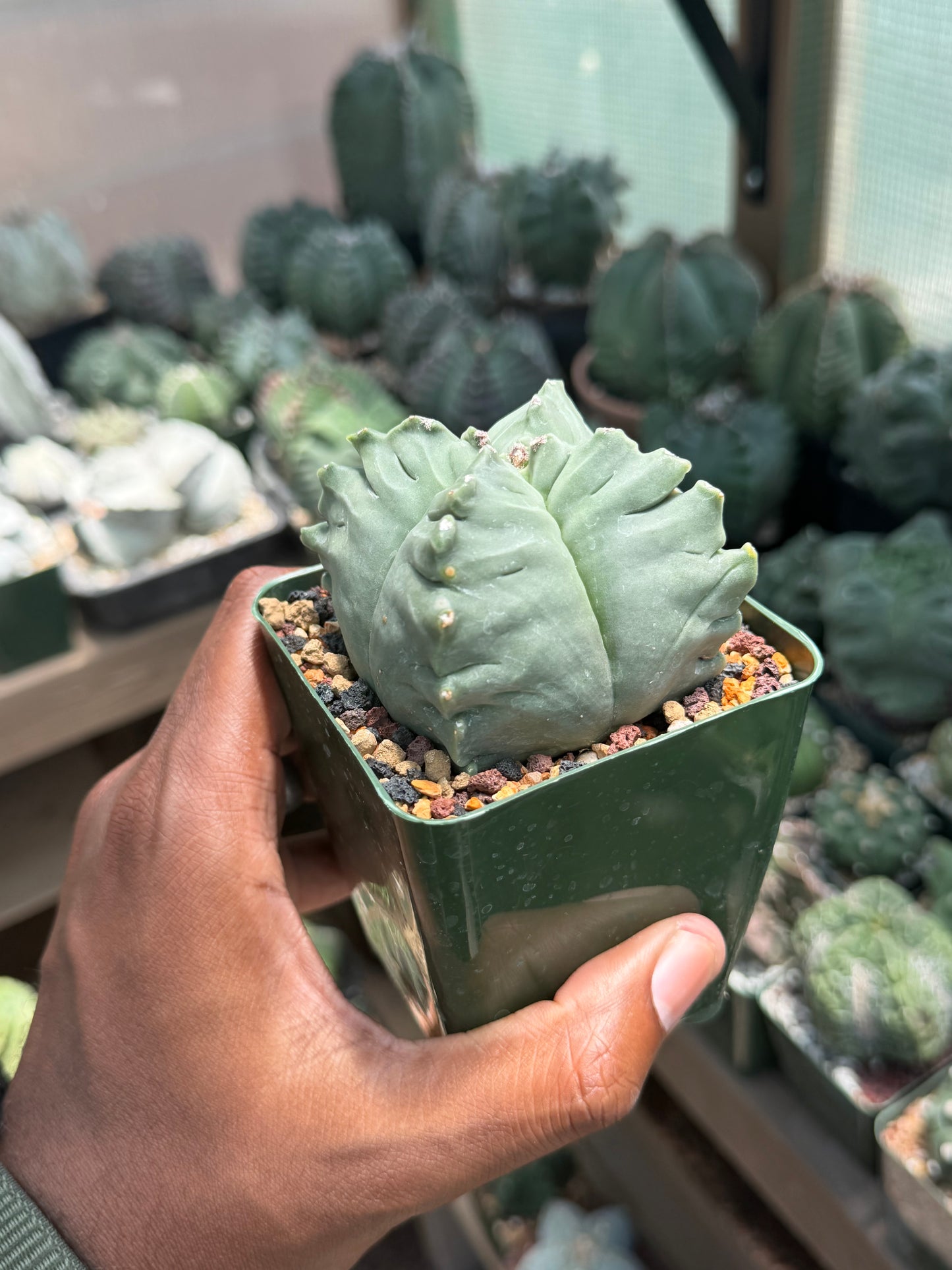 Astrophytum myriostigma Kikko Quadricostatum