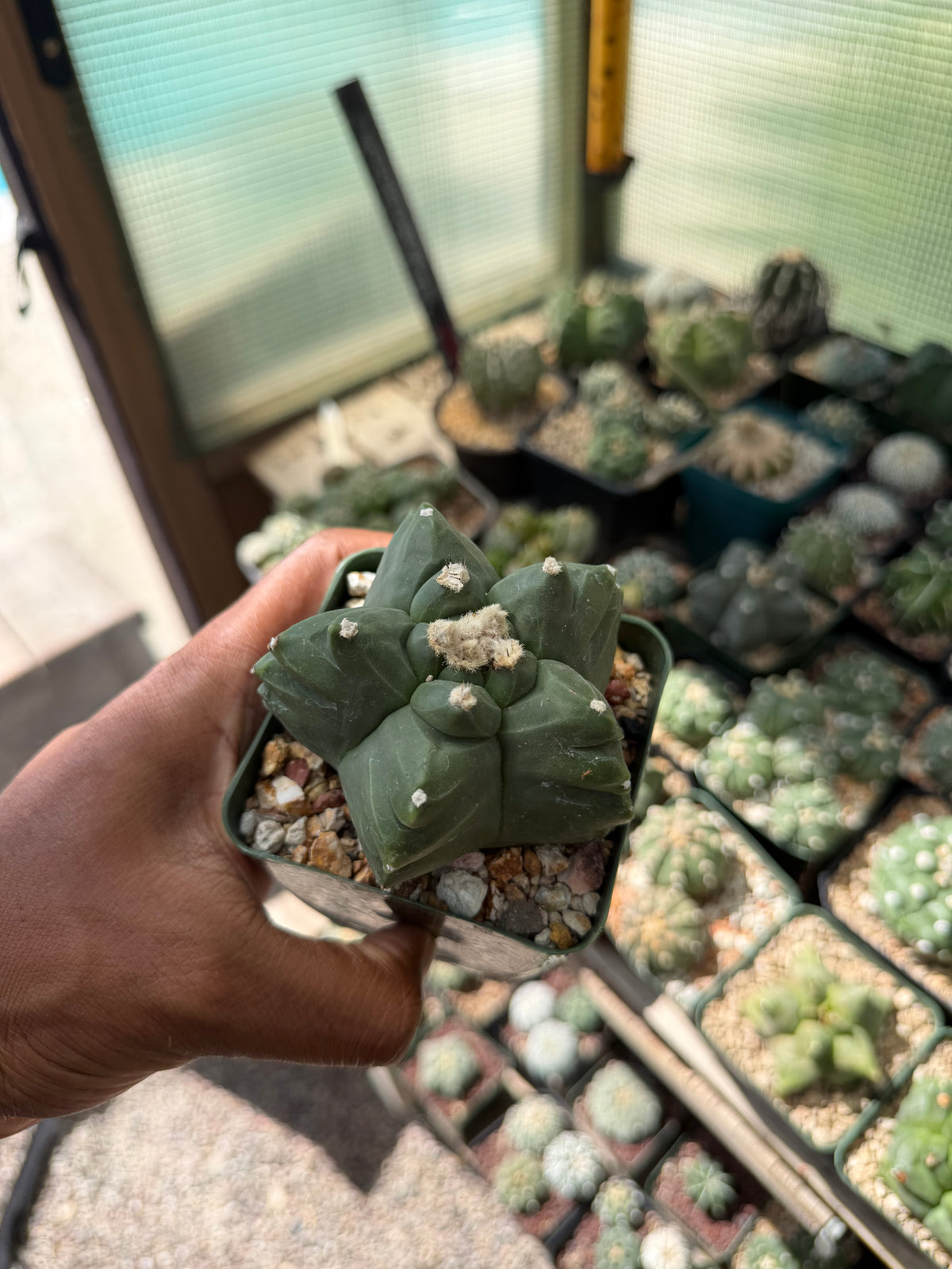 Astrophytum myriostigma Kikko