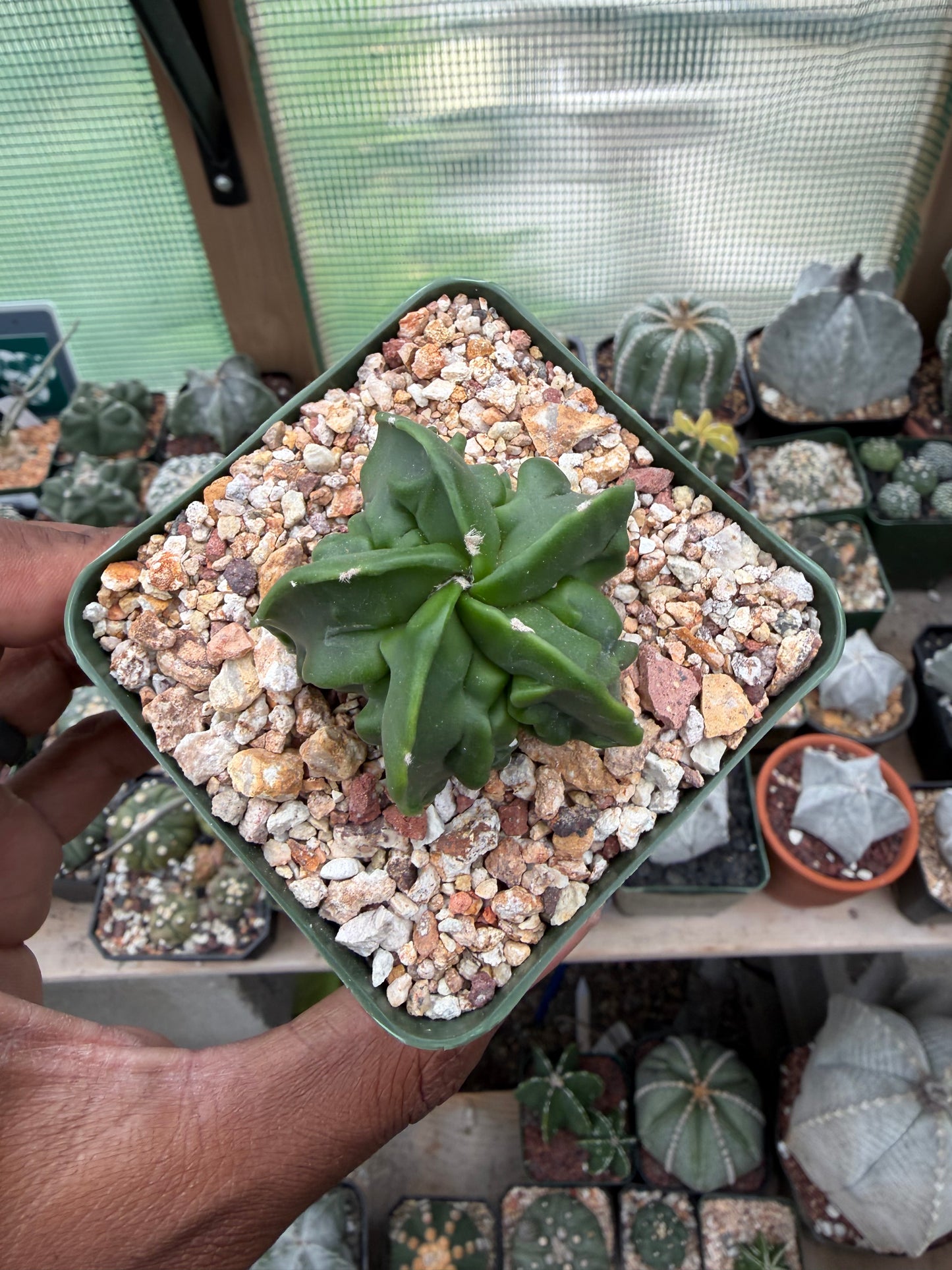 Astrophytum myriostigma Fukuryu