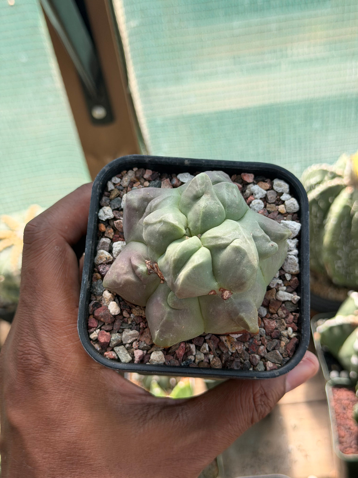 Astrophytum myriostigma Kikko Weirdo!
