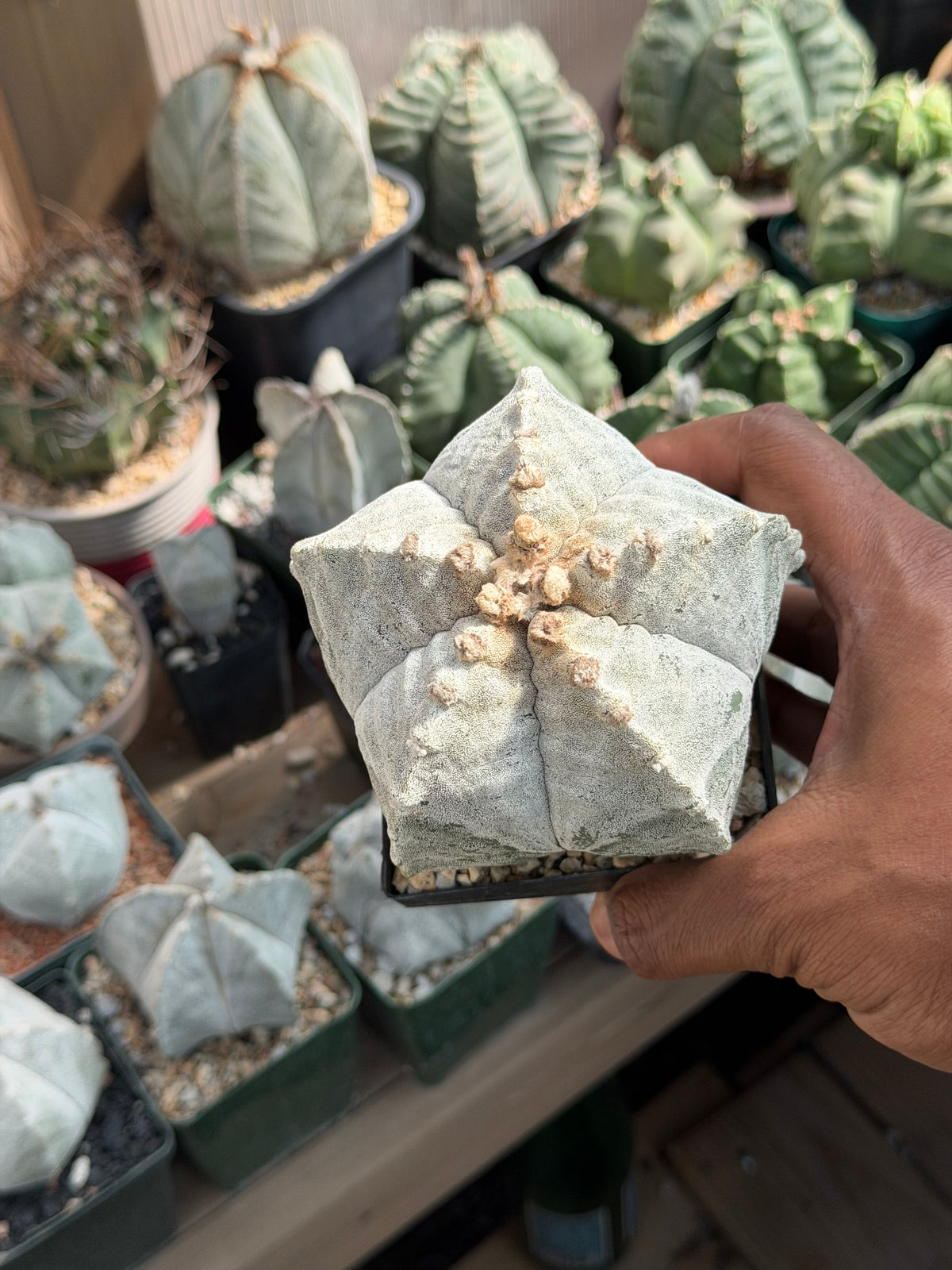 Astrophytum myriostigma strongylogonum
