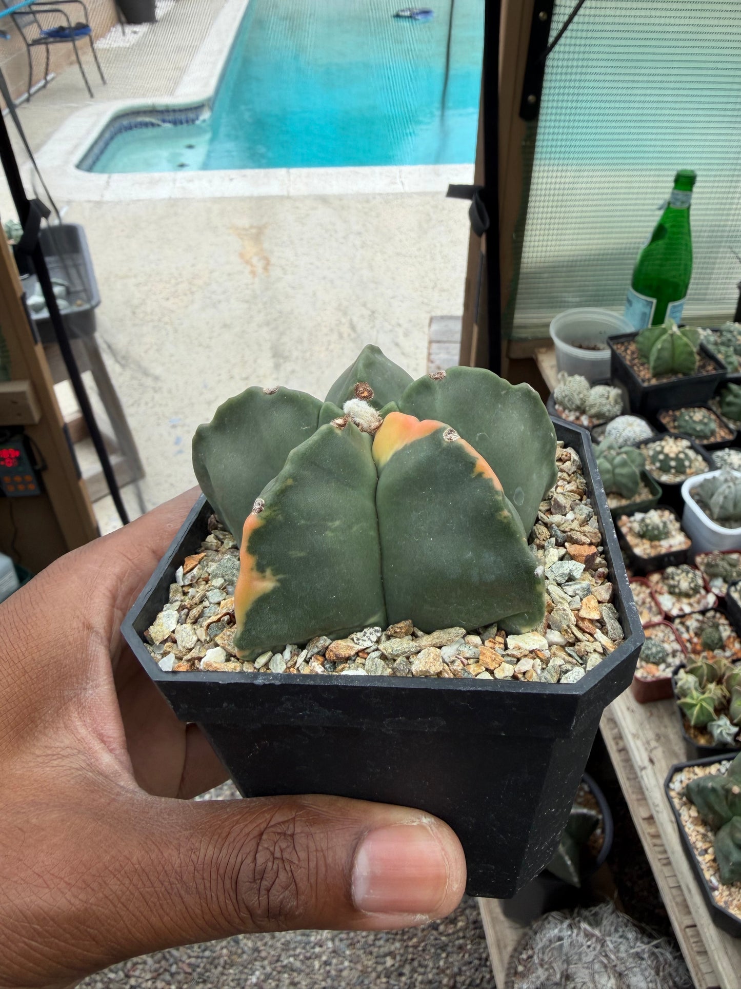 Astrophytum myriostigma Fukuryu Variegated