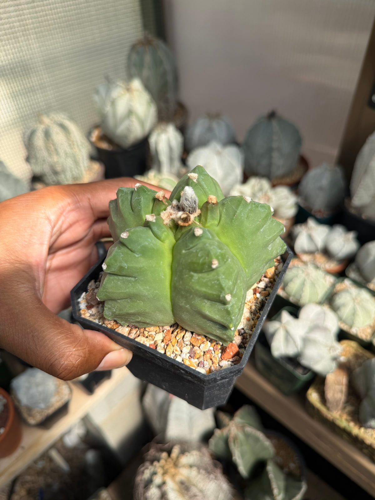 Astrophytum myriostigma Kikko