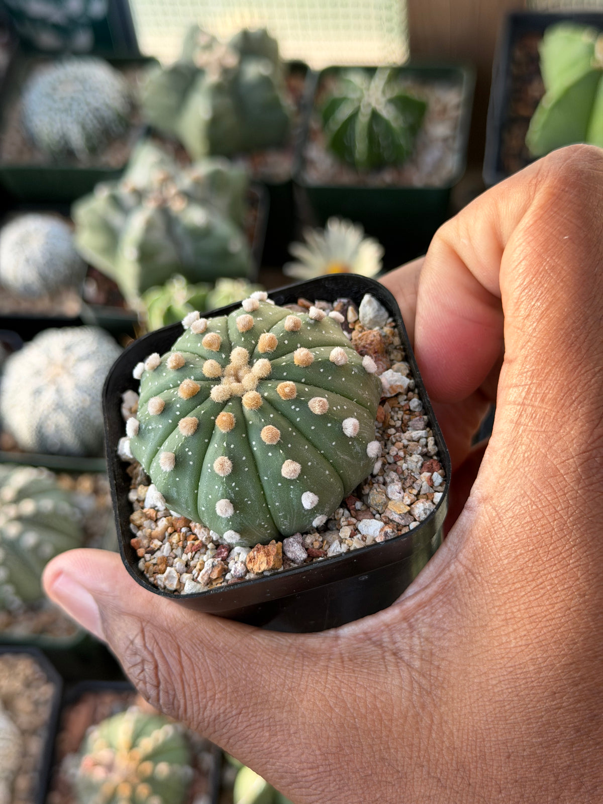 Astrophytum asterias 10 Rib
