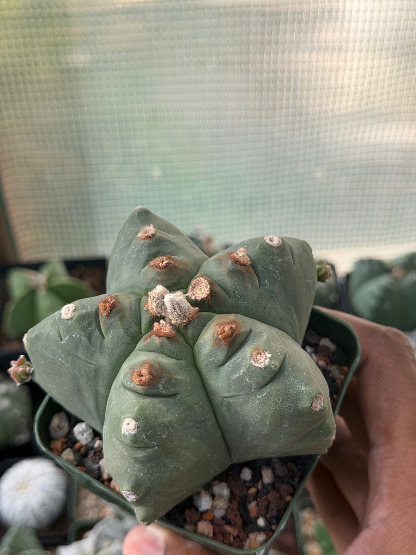 Astrophytum myriostigma Kikko