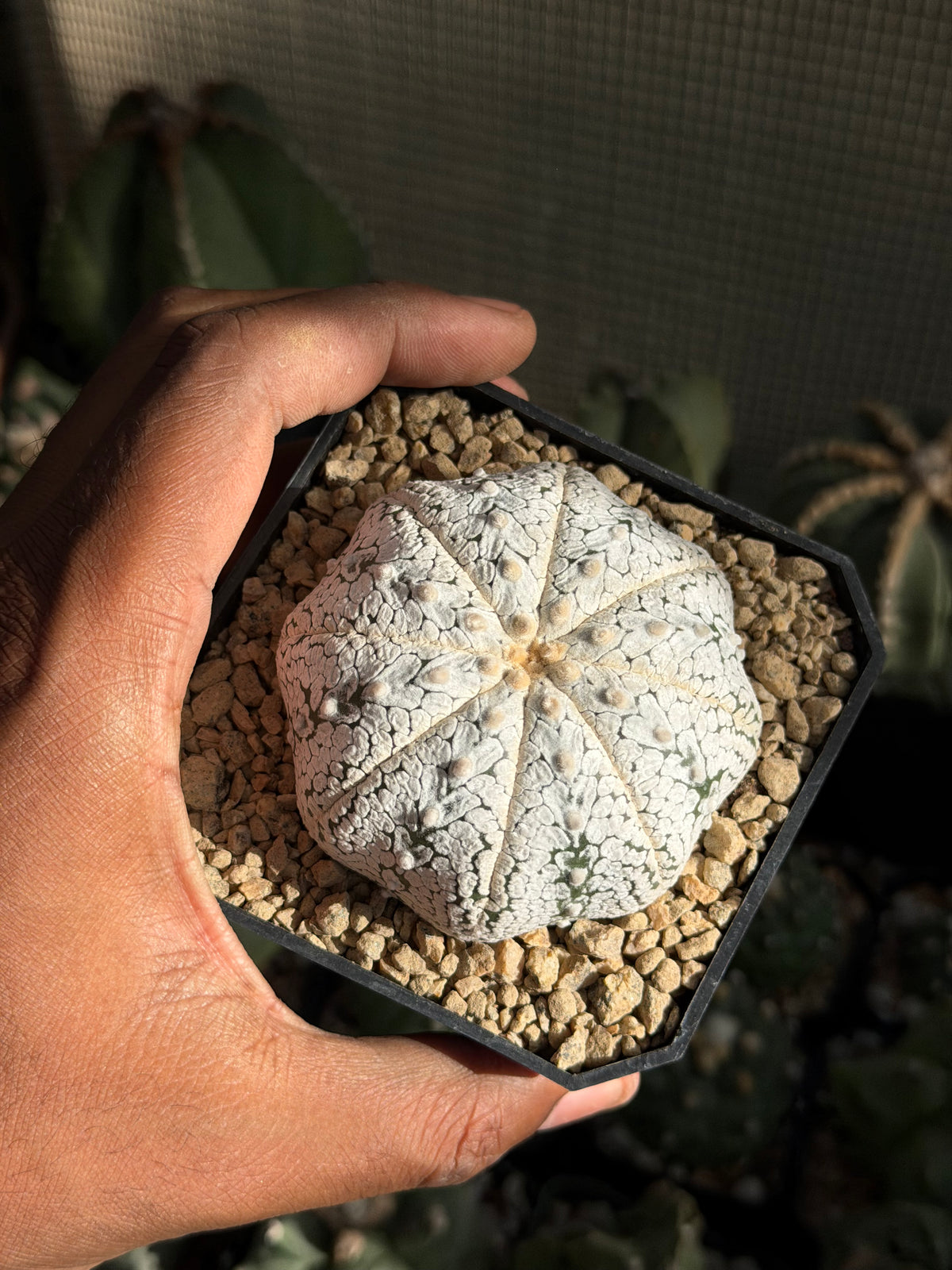 Astrophytum asterias Superkabuto Snow