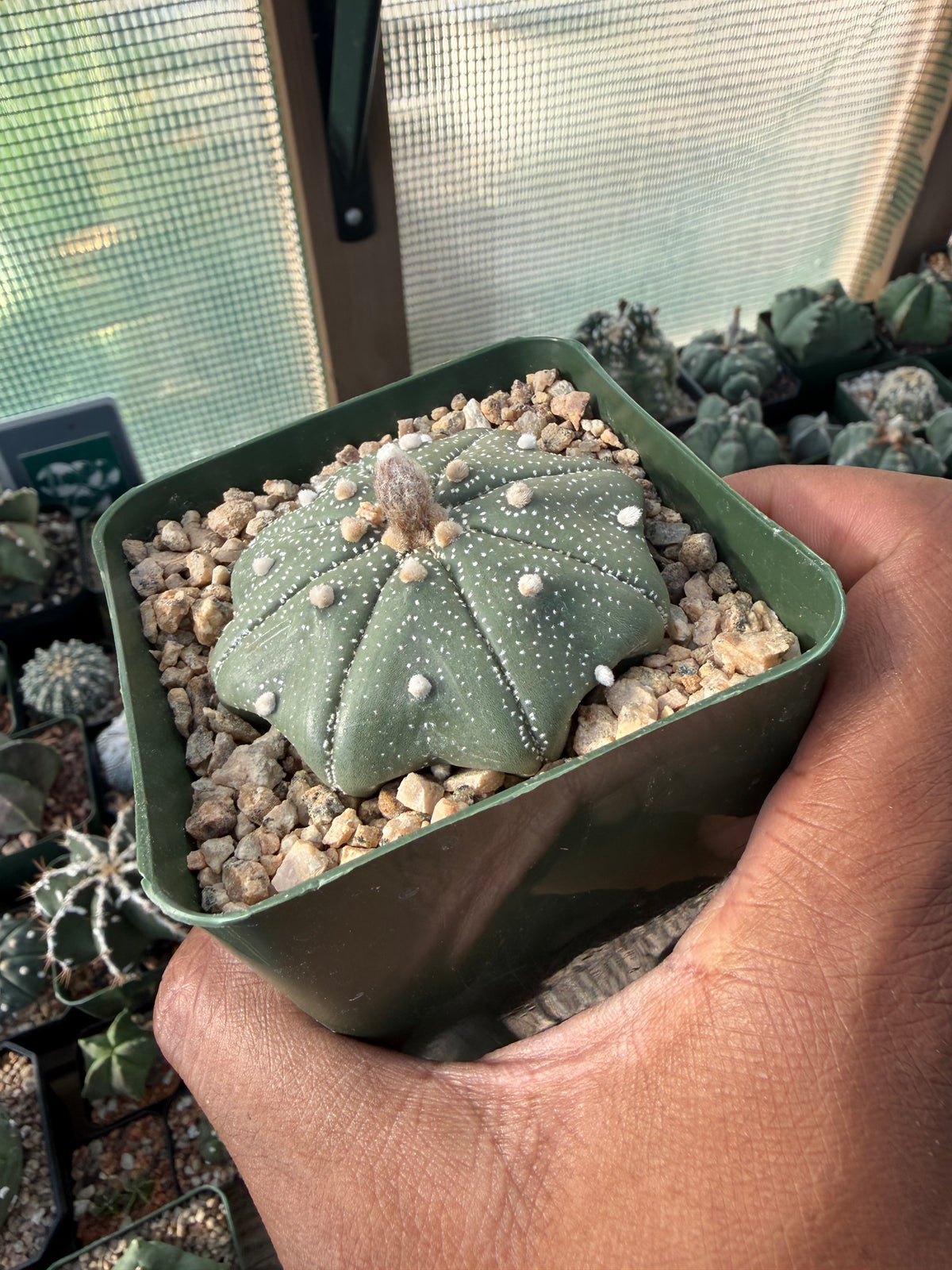 Astrophytum asterias Star Shape