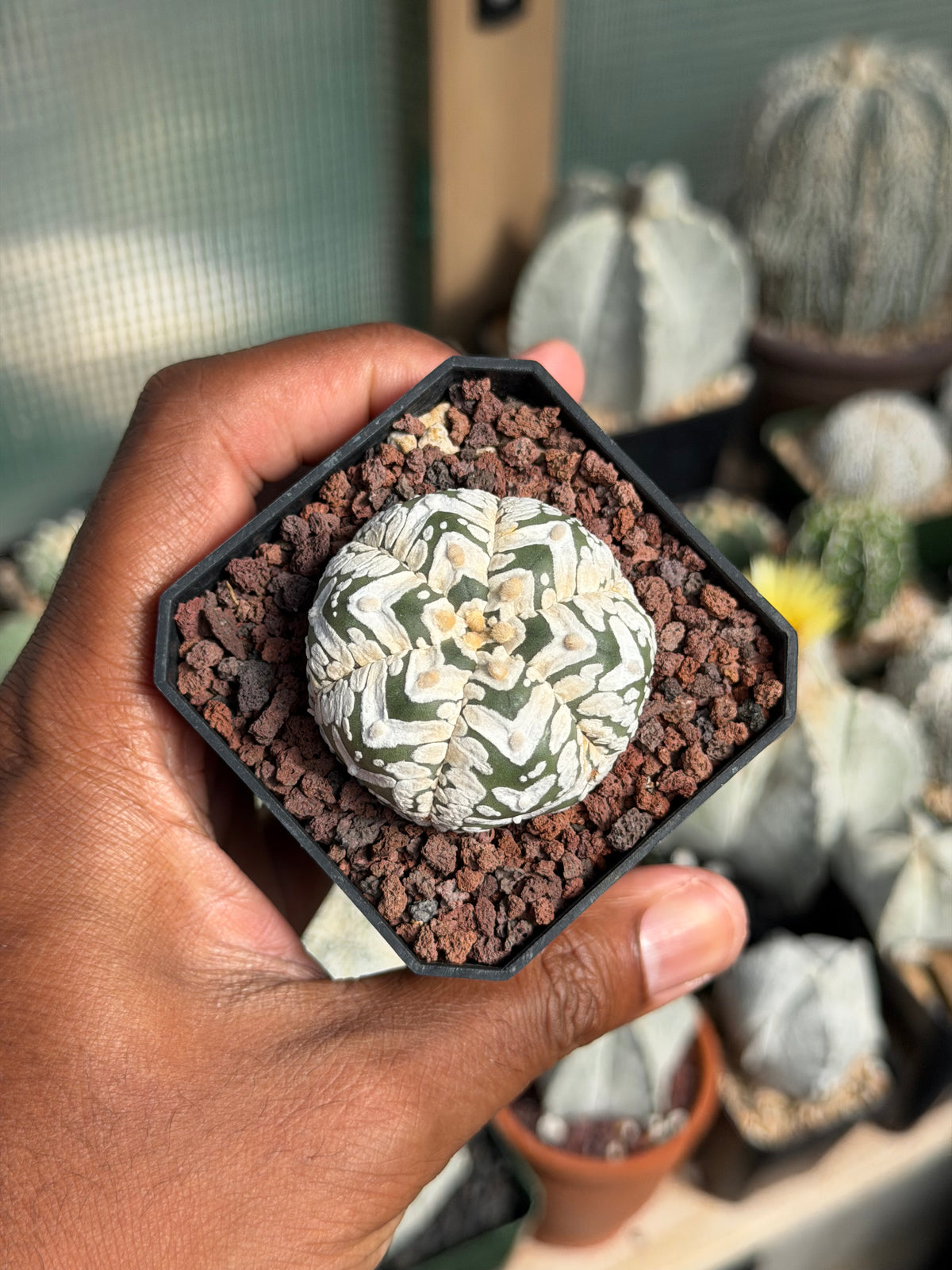 Astrophytum asterias Superkabuto V-Type