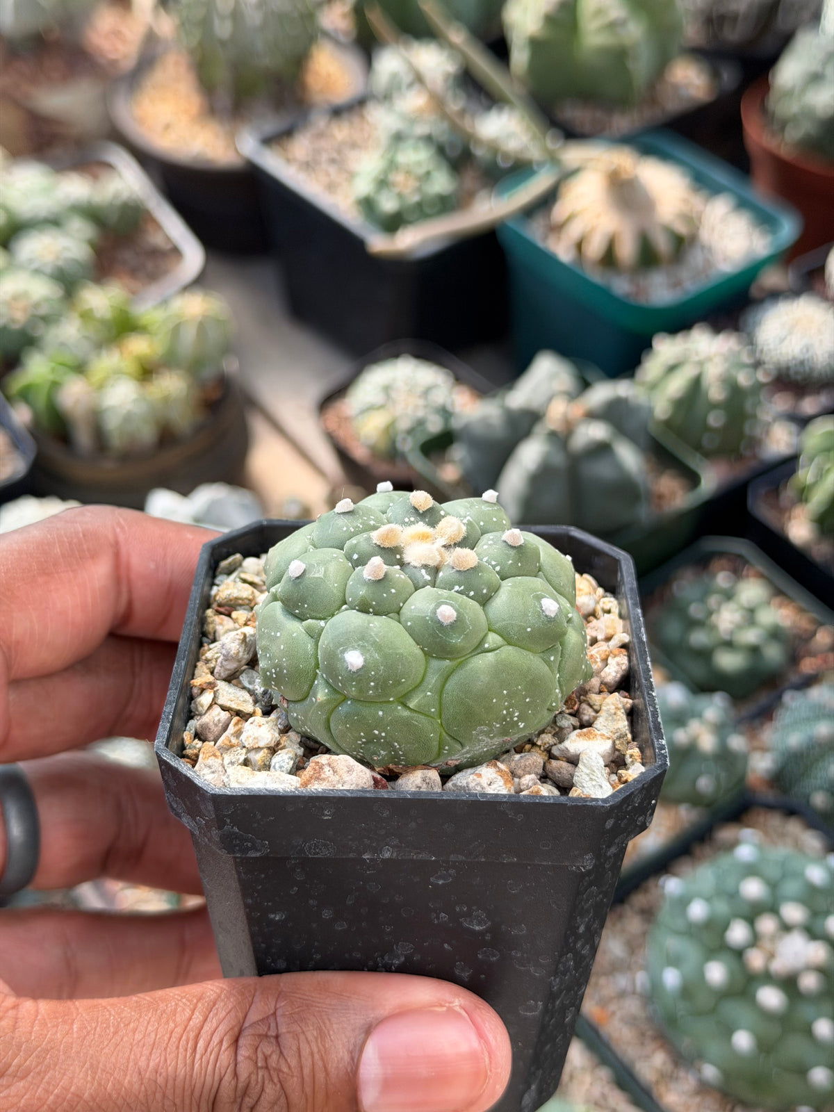 Astrophytum asterias Kikko