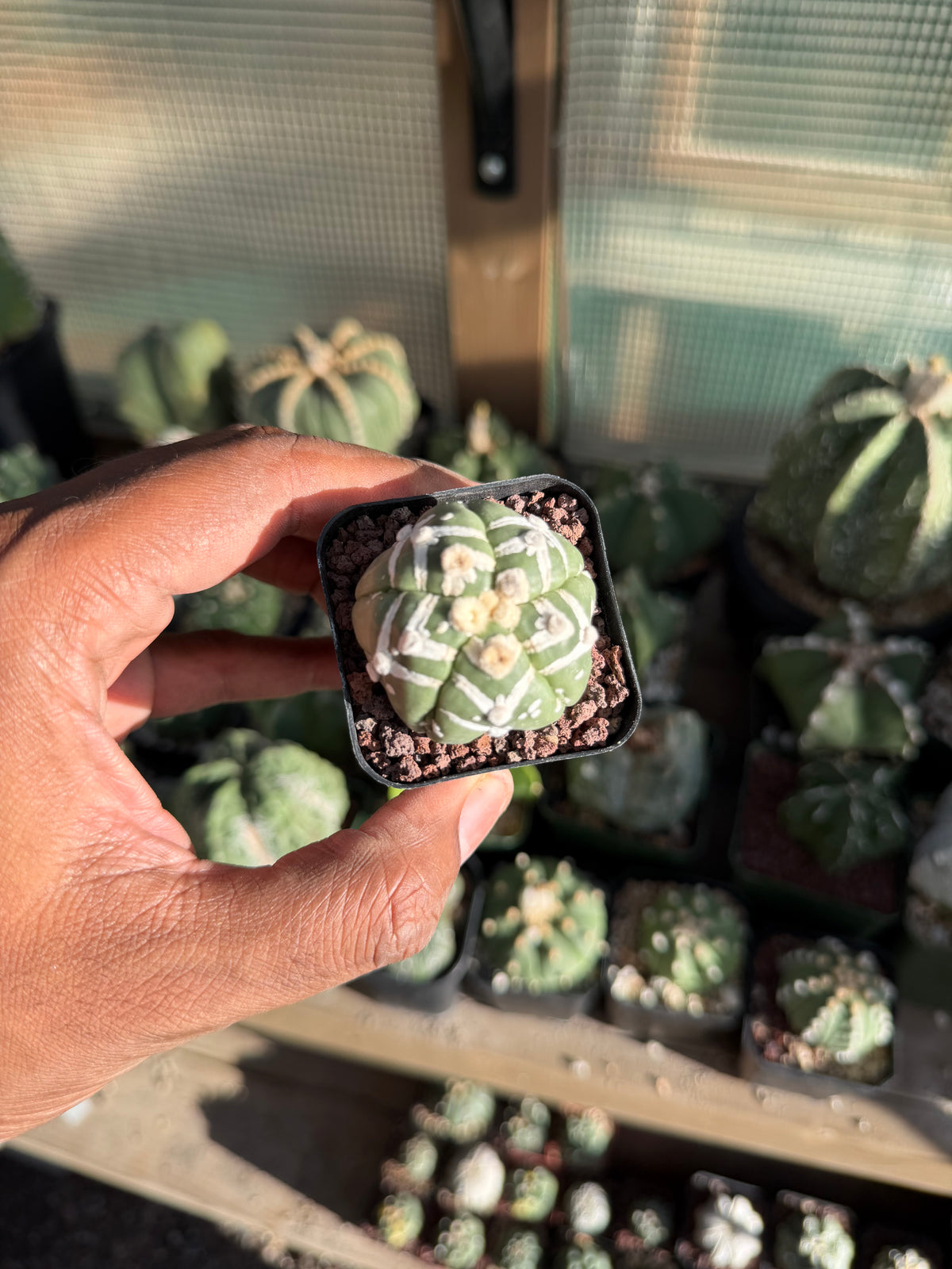 Astrophytum asterias Superkabuto V-Type Goryo