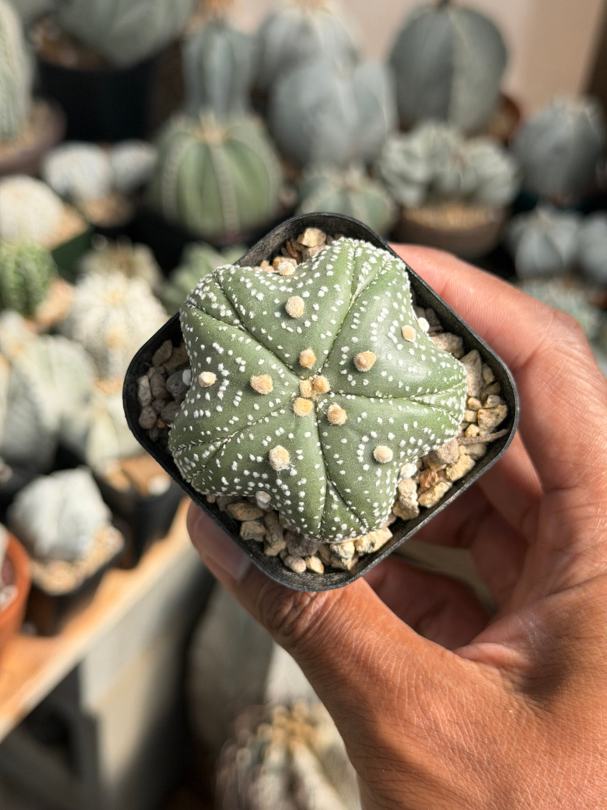 Astrophytum asterias Star Shape Goryo Fukuryu