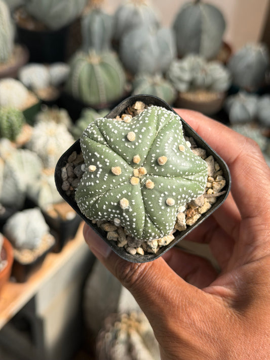 Astrophytum asterias Star Shape Goryo Fukuryu