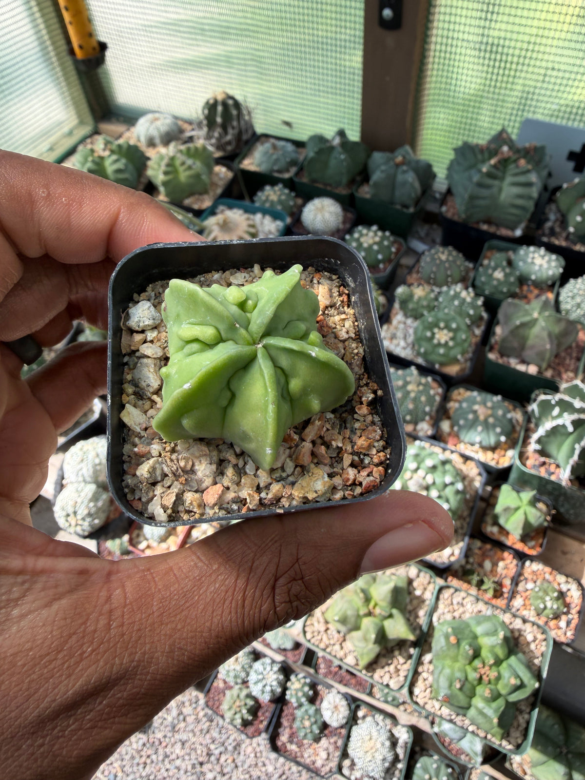 Astrophytum myriostigma Fukuryu