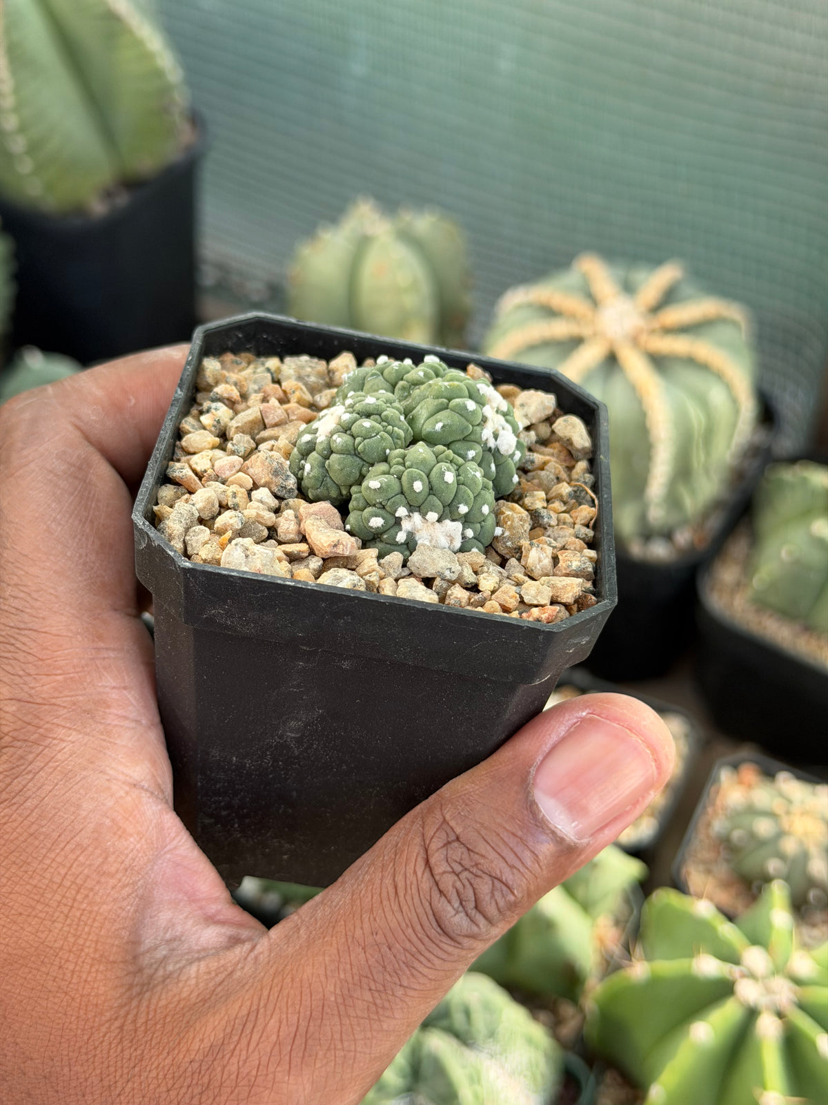 Astrophytum asterias Kikko Lizard Skin Cluster