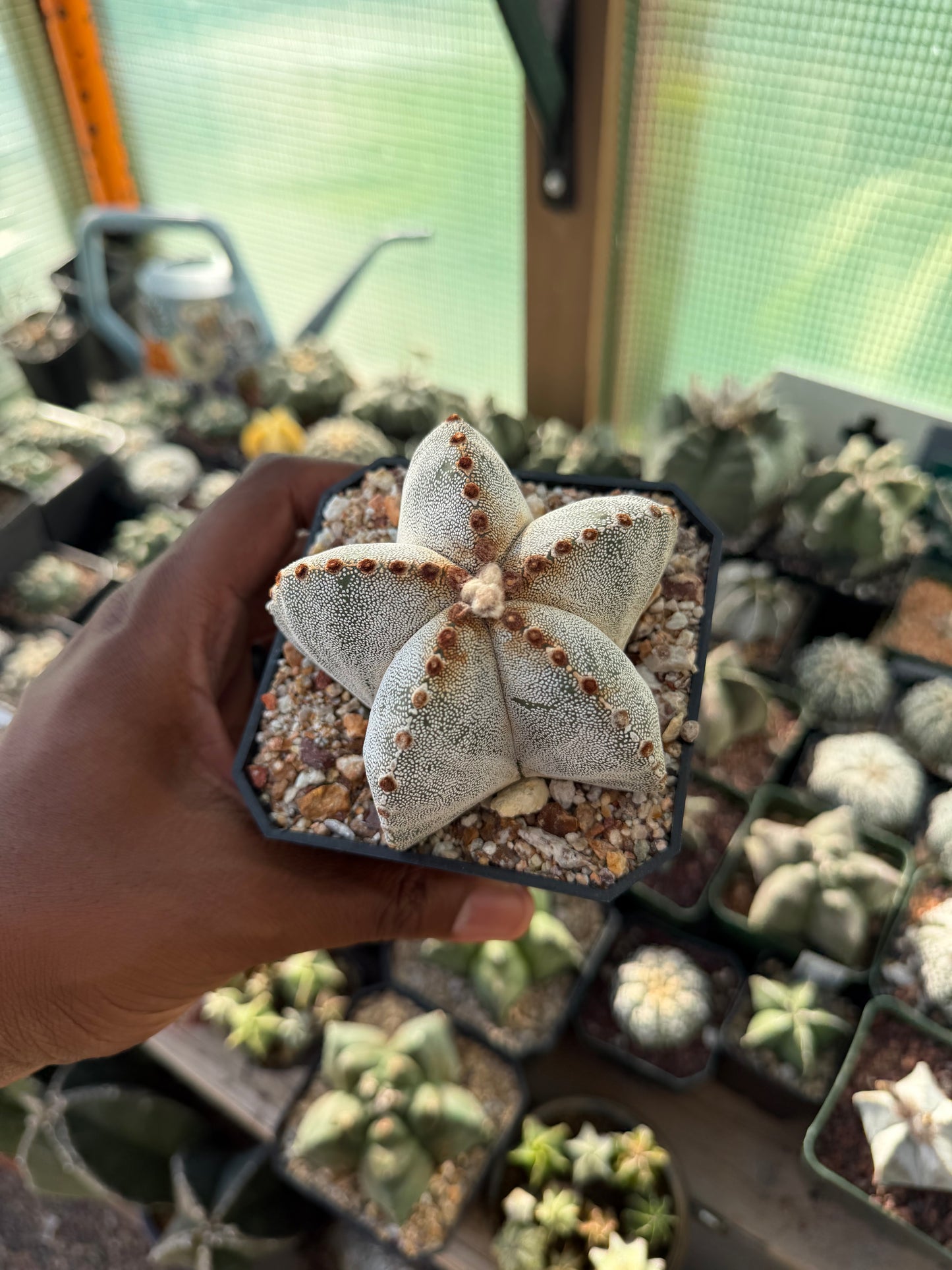 Astrophytum myriostigma ‘Red Tiger’
