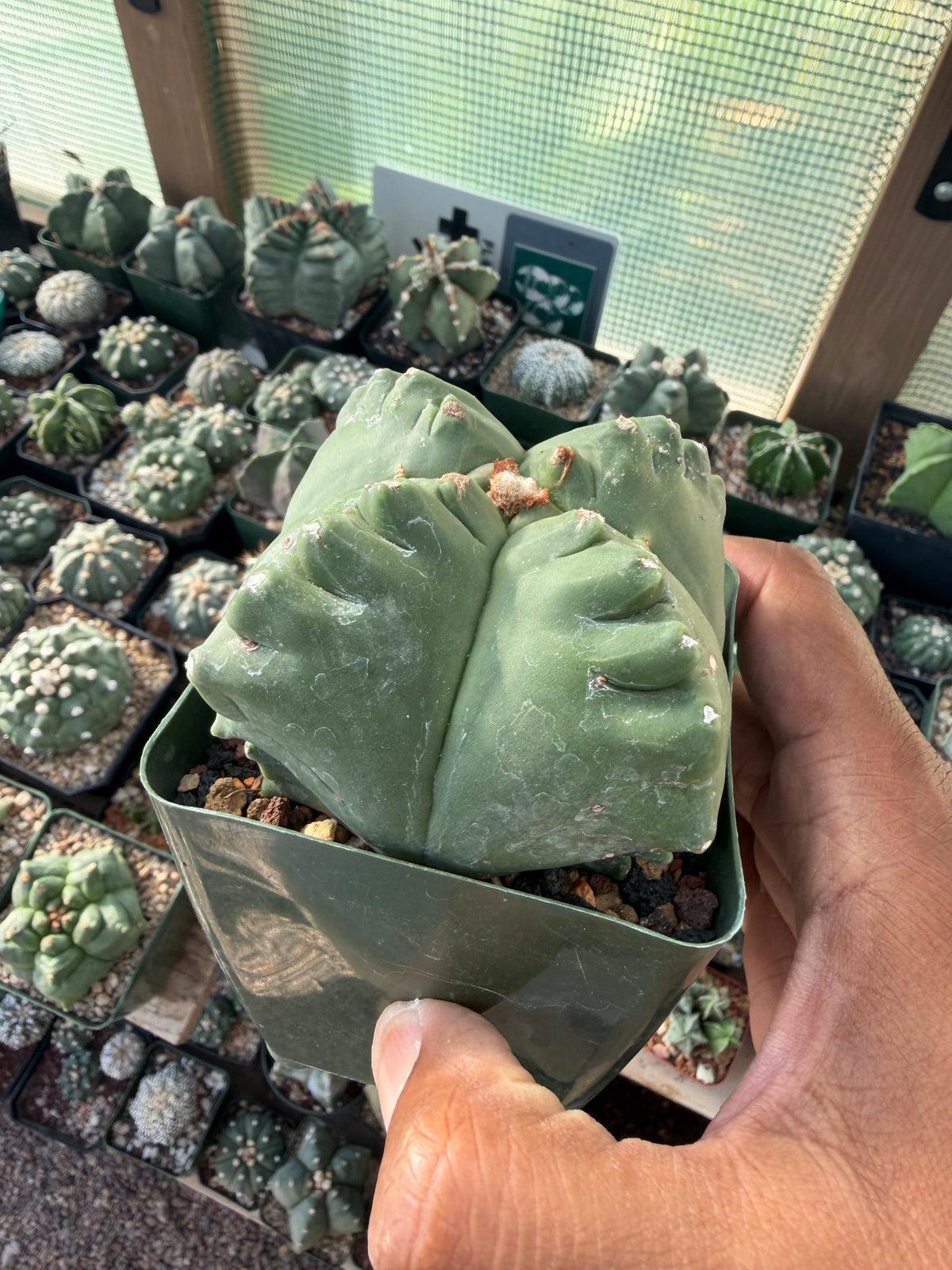 Astrophytum myriostigma Kikko quadricostatum