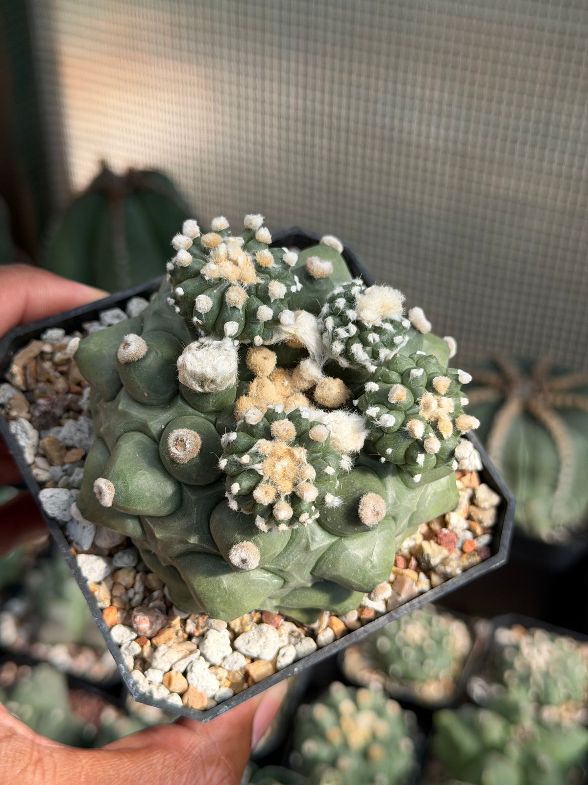 Astrophytum asterias Kikko Durian
