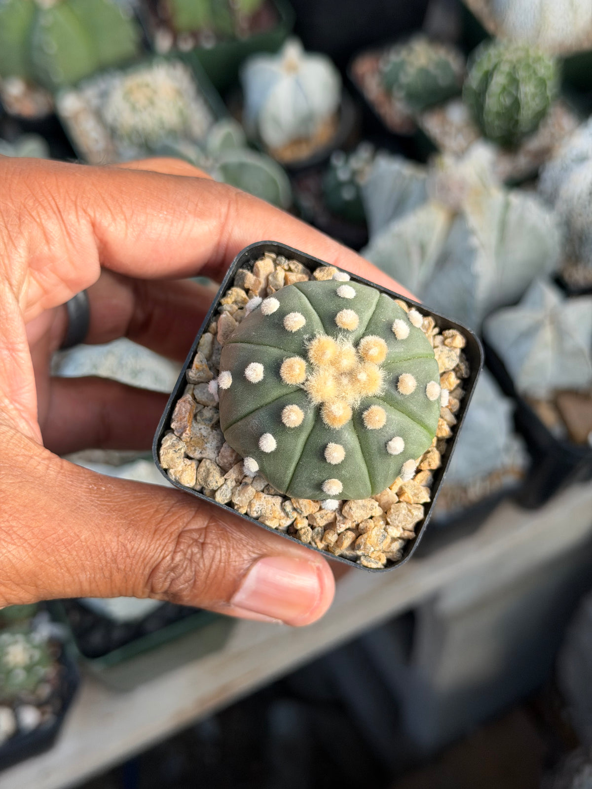 Astrophytum asterias Ooibo