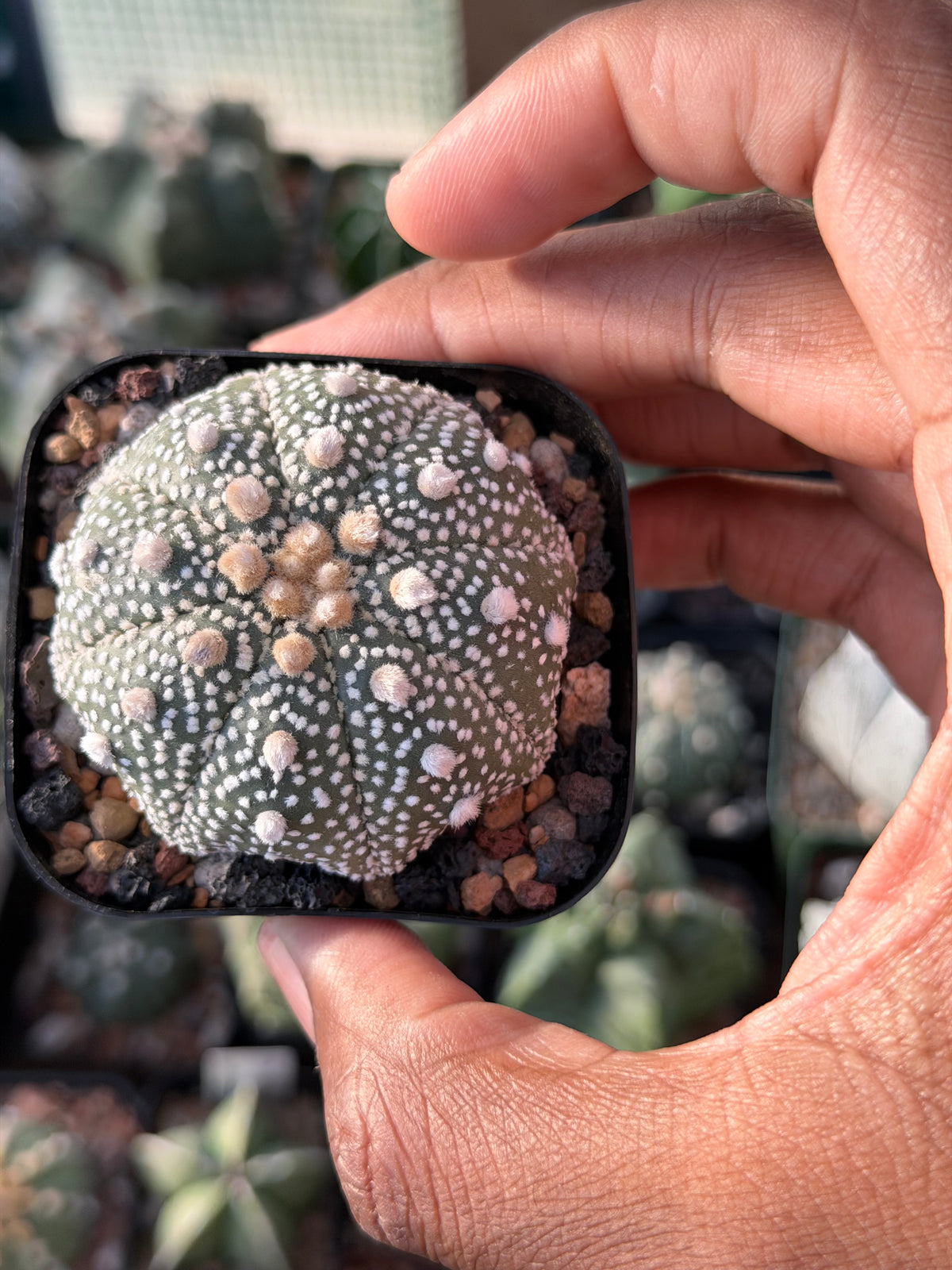 Astrophytum asterias