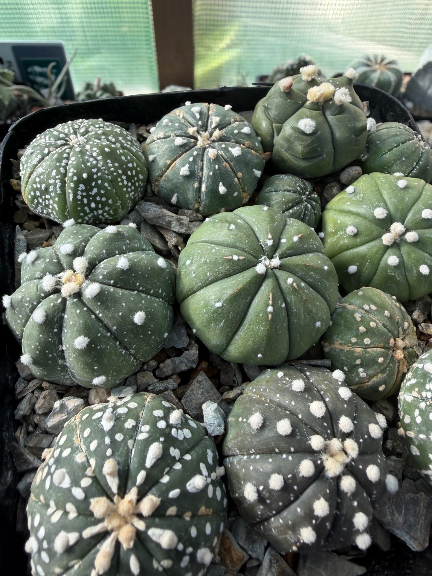 Astrophytum asterias Super Bundle!