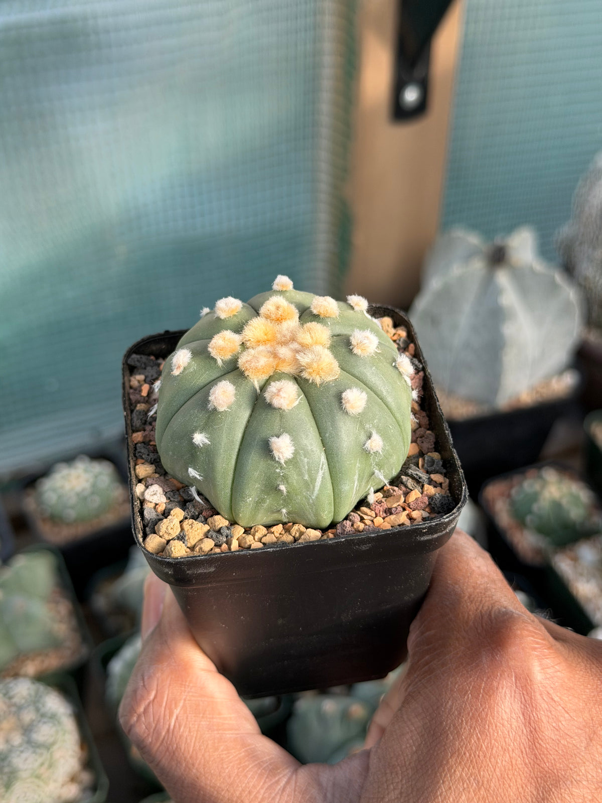 Astrophytum asterias Ooibo