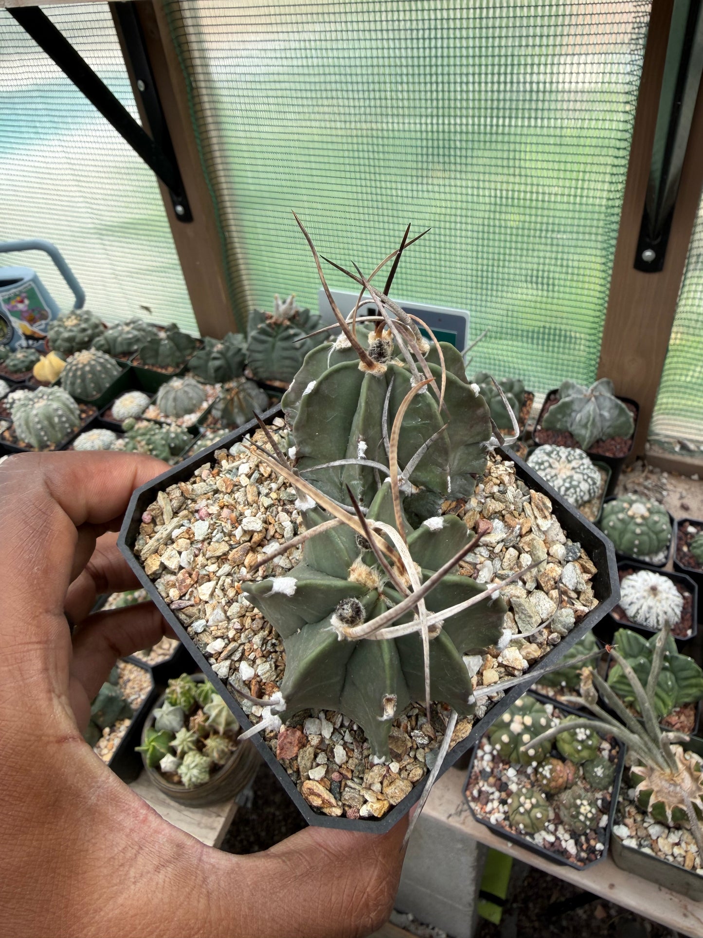 Astrophytum capricorne crassispinum 2 Headed