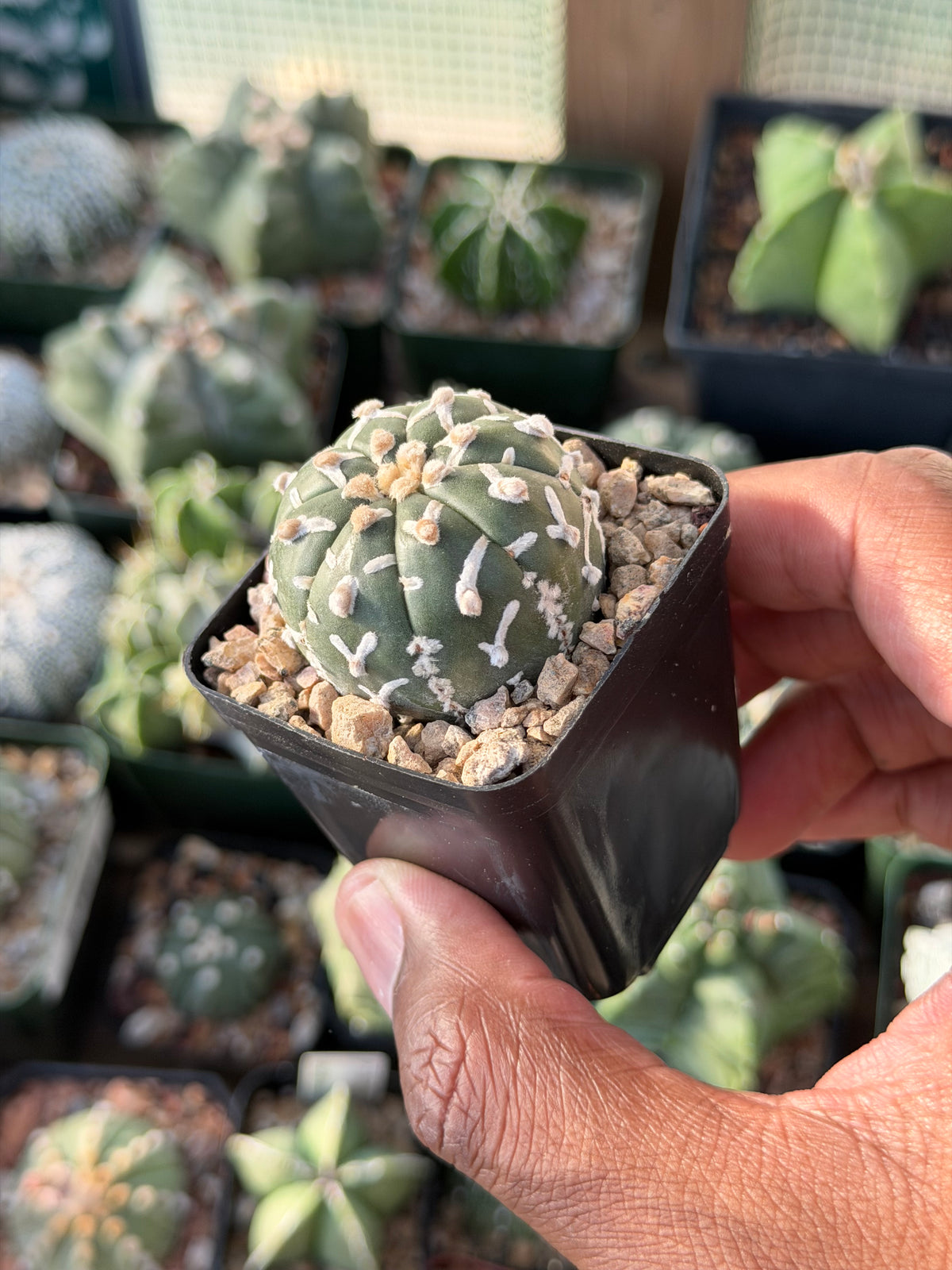 Astrophytum asterias Superkabuto V-Type