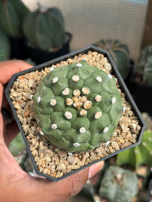 Astrophytum asterias Kikko
