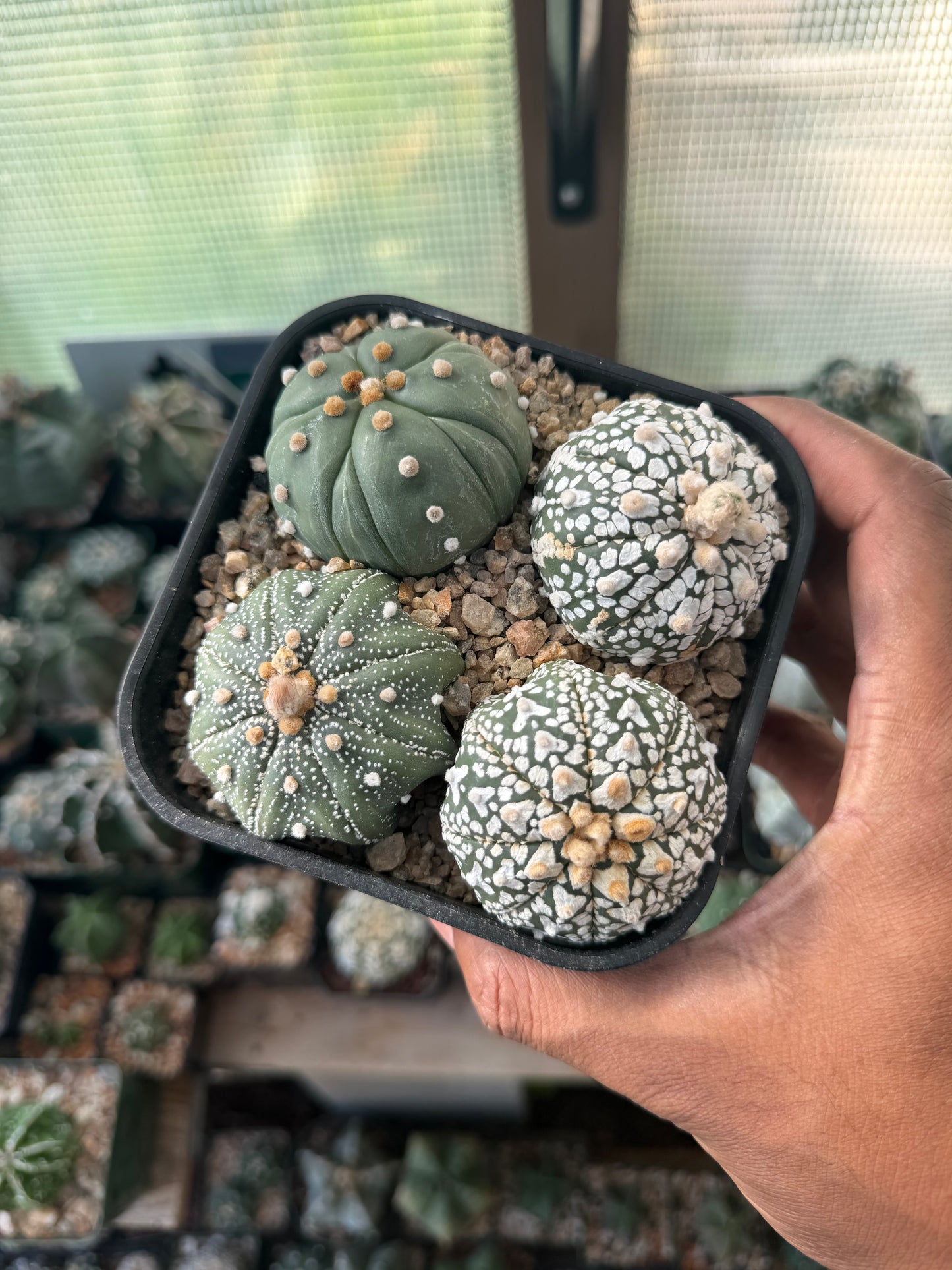 Astrophytum asterias Bundle
