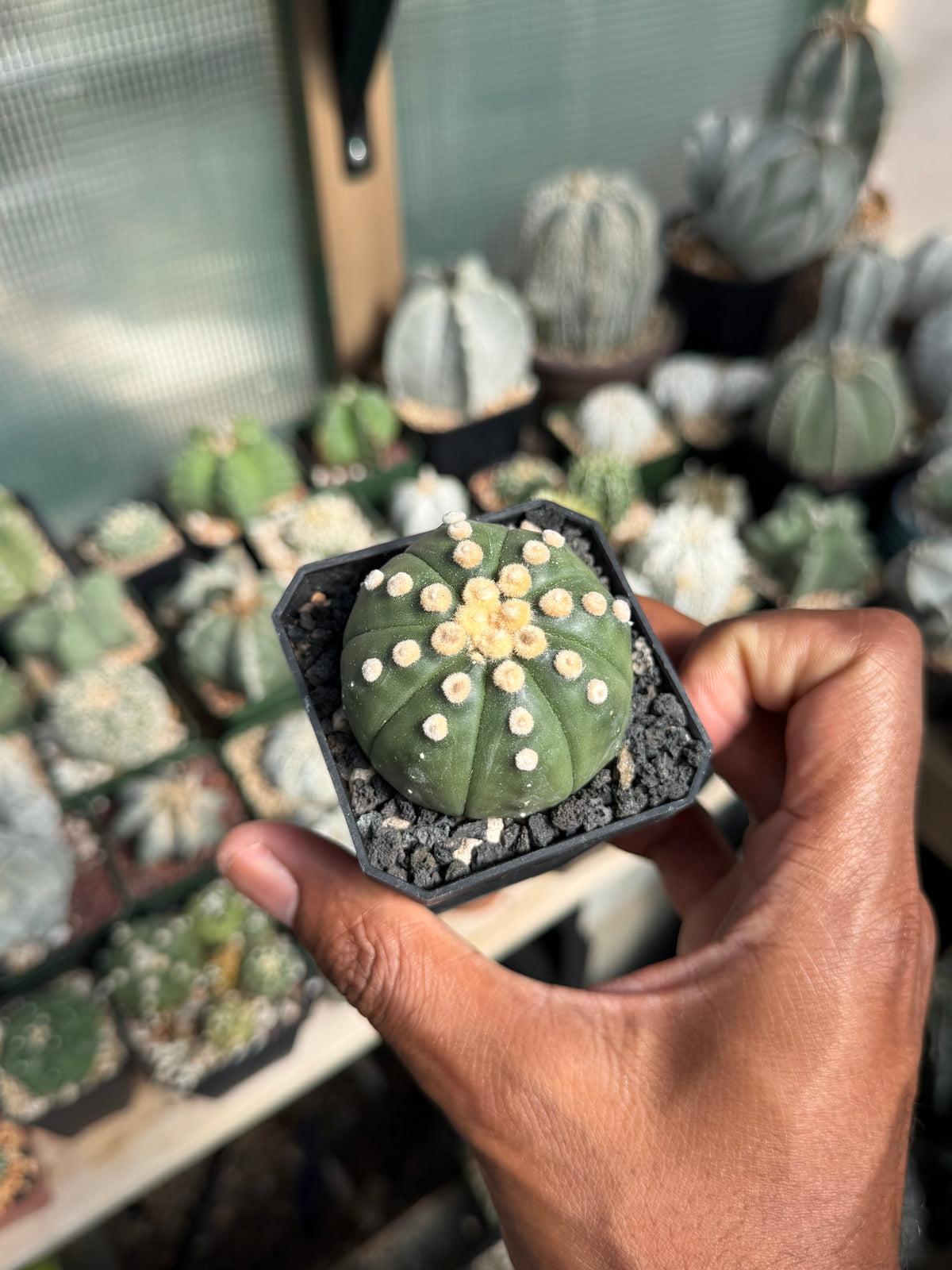 Astrophytum asterias Ooibo