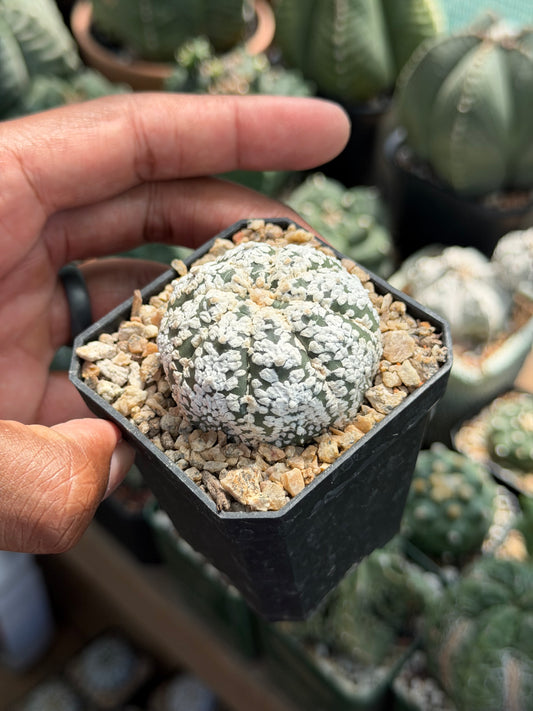 Astrophytum asterias Superkabuto