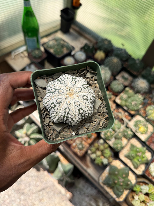 Astrophytum asterias Superkabuto Star Shape