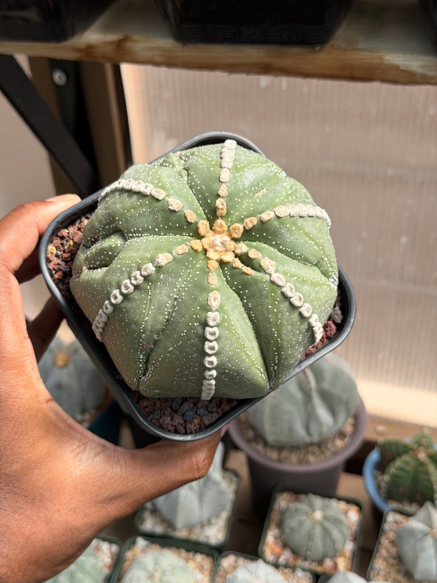 Astrophytum asterias Rensei Fukuryu