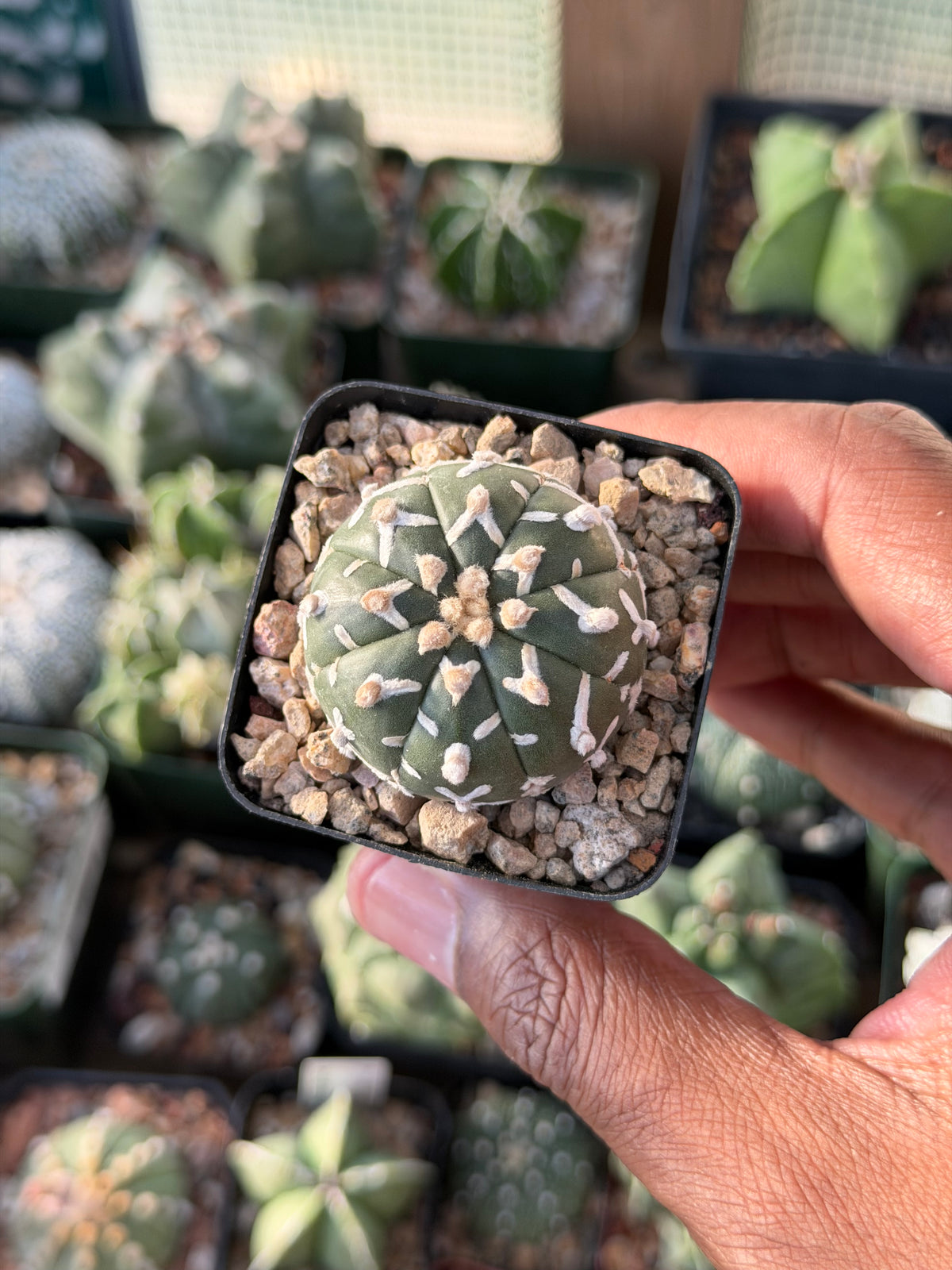 Astrophytum asterias Superkabuto V-Type