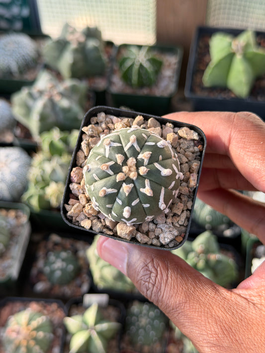 Astrophytum asterias Superkabuto V-Type