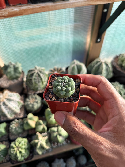 Astrophytum asterias Kikko