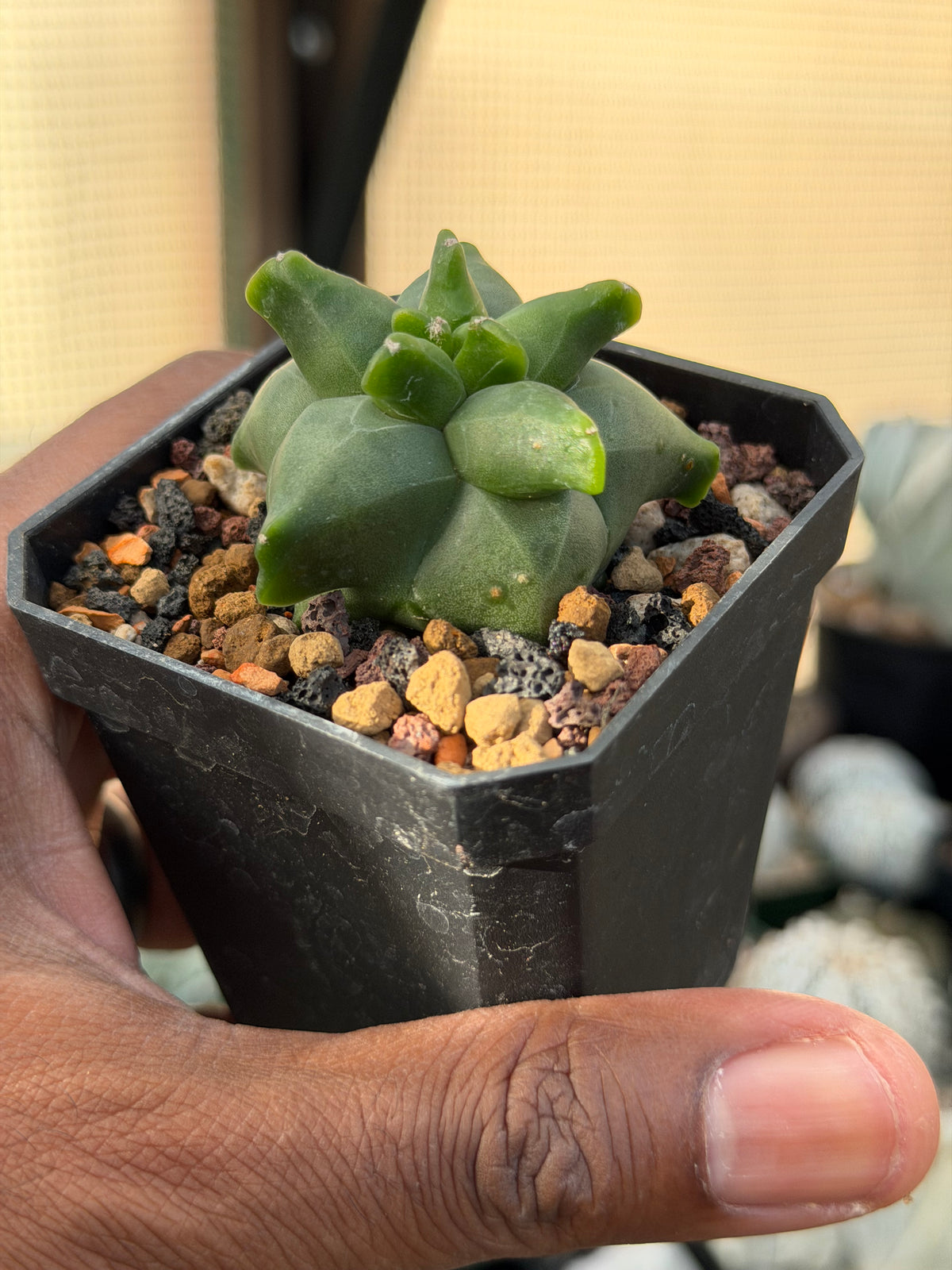 Astrophytum myriostigma Super Kikko