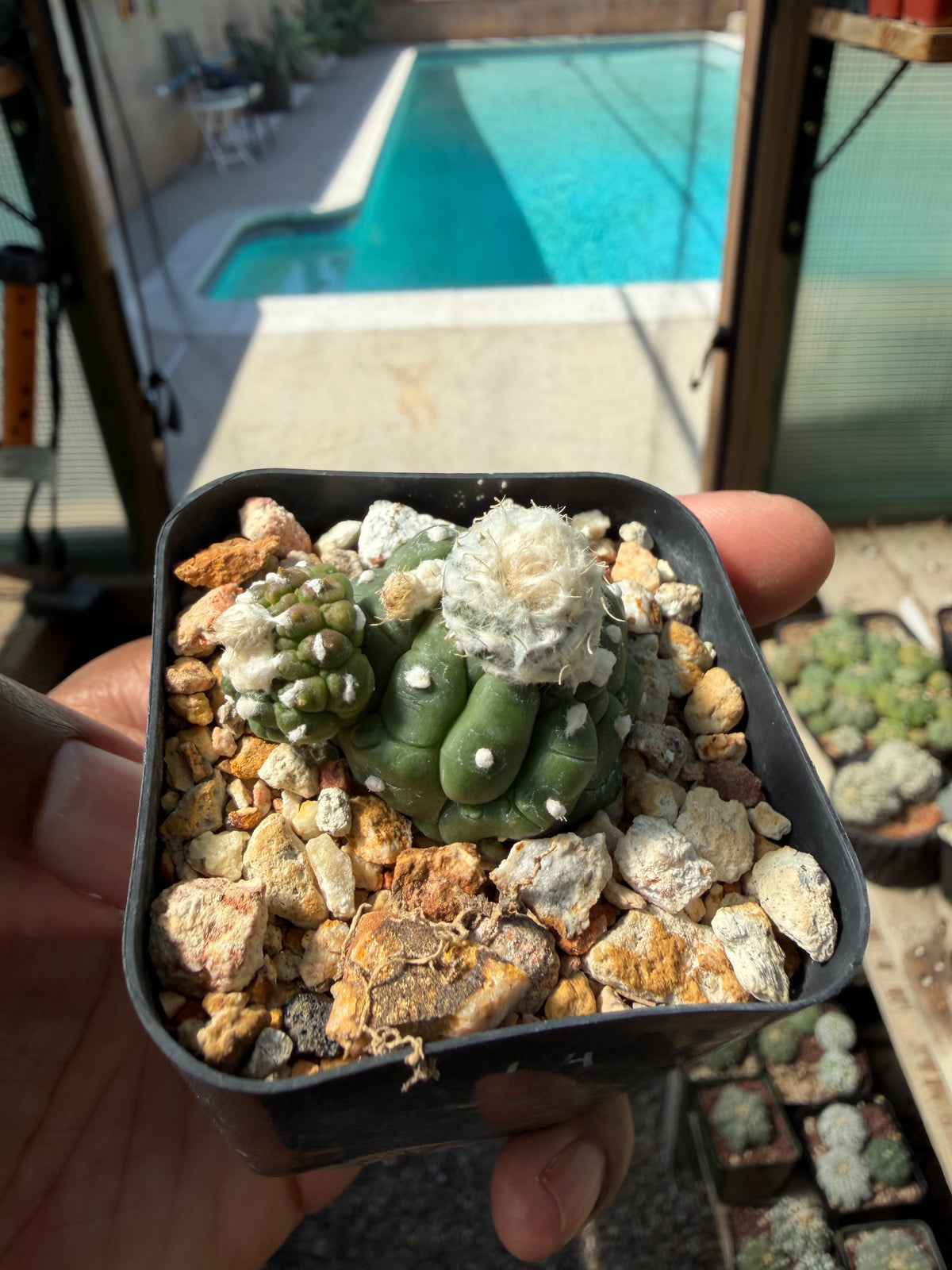 Astrophytum asterias Kikko Lizard Skin
